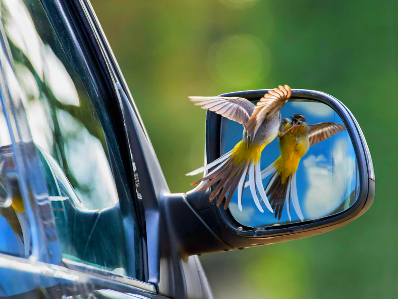 Laden Sie das Vogel, Vögel, Tiere-Bild kostenlos auf Ihren PC-Desktop herunter