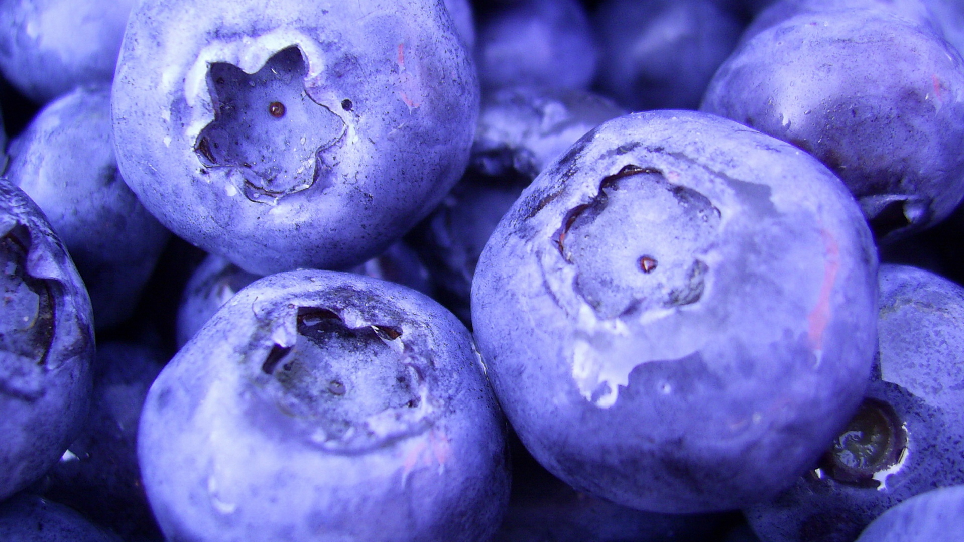 Free download wallpaper Food, Blueberry on your PC desktop