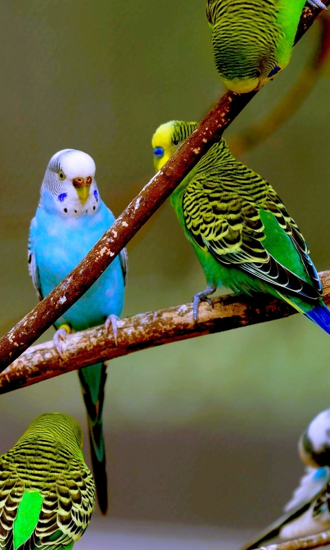 Download mobile wallpaper Birds, Animal, Budgerigar for free.