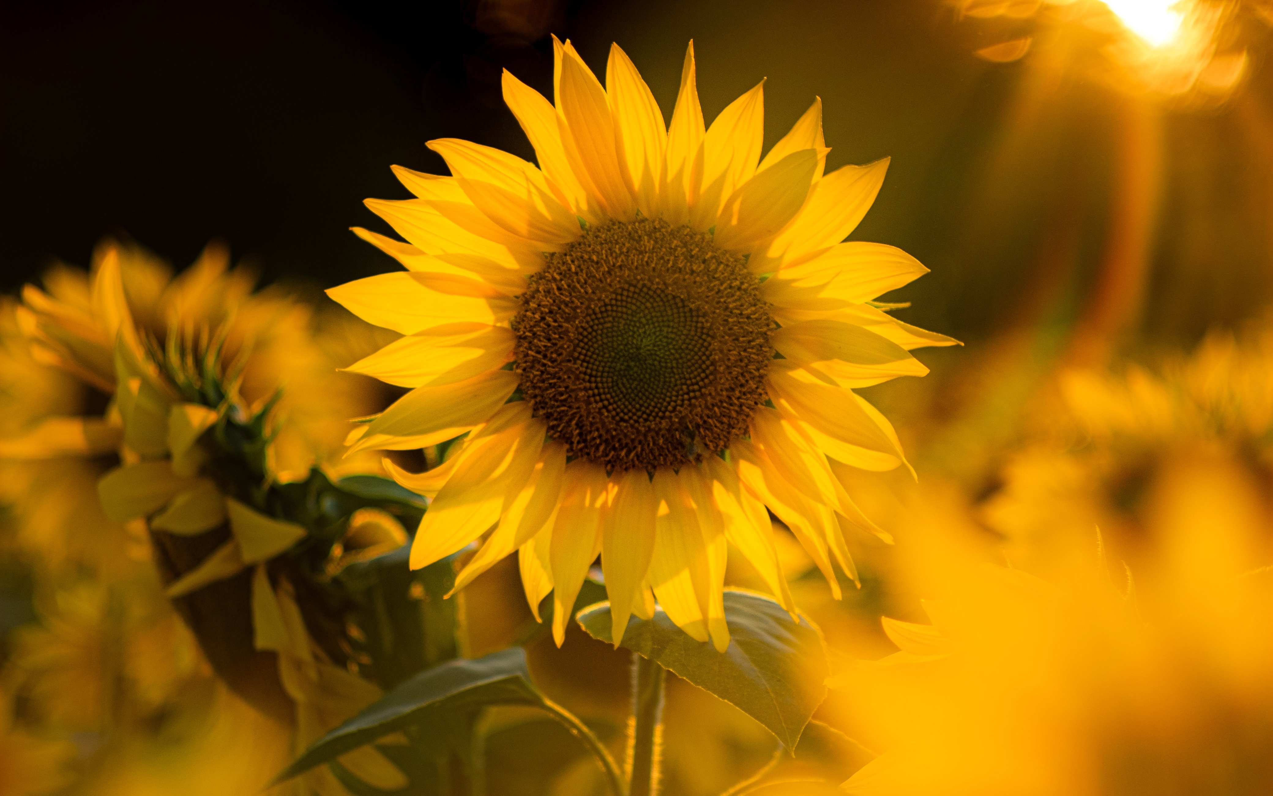 Download mobile wallpaper Flowers, Earth, Sunflower, Yellow Flower for free.