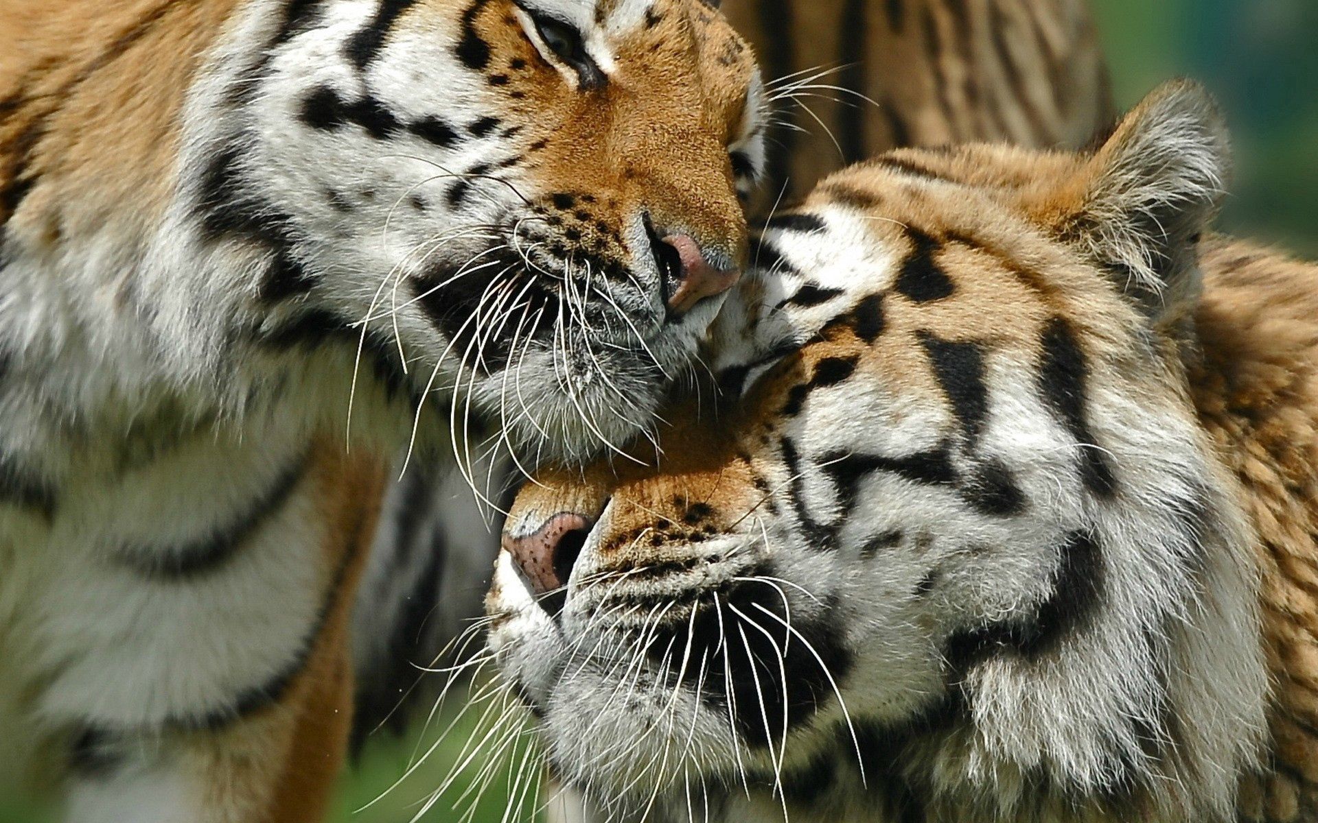 Free download wallpaper Animals, Big Cat, Care, Pair, Couple, Tigers, Love on your PC desktop