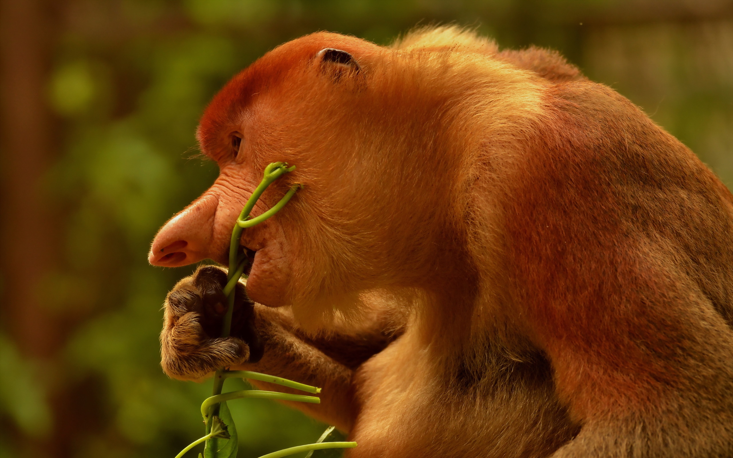 animal, proboscis monkey, monkeys