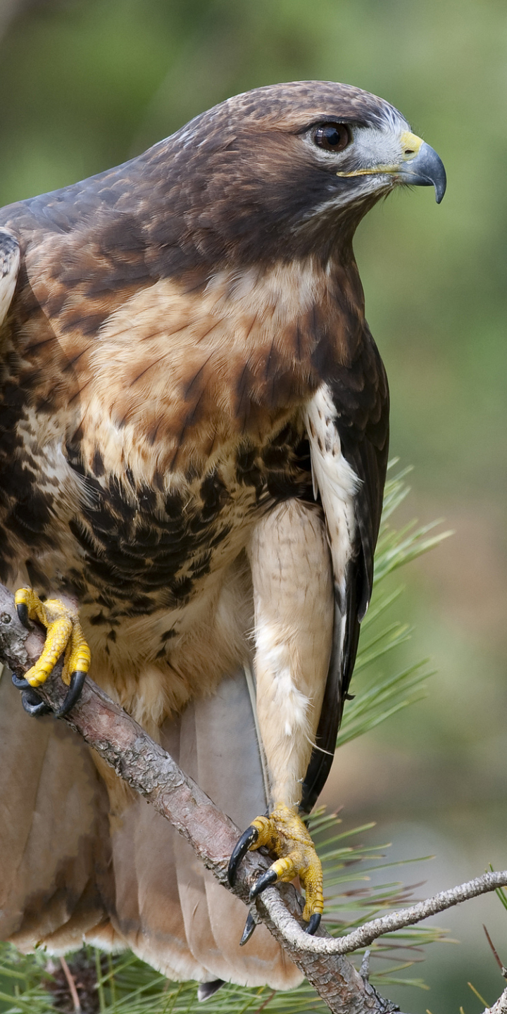 Descarga gratuita de fondo de pantalla para móvil de Animales, Halcón, Aves.