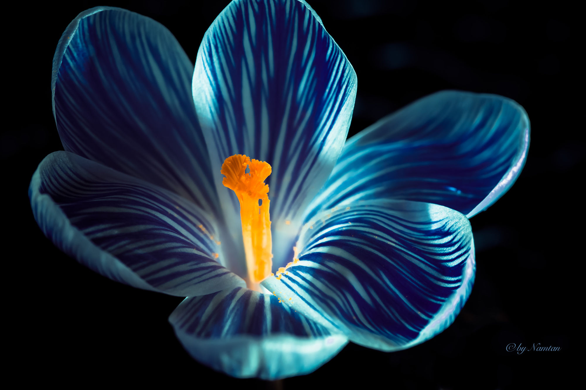 無料モバイル壁紙自然, フラワーズ, 花, 大きい, 地球, 青い花をダウンロードします。