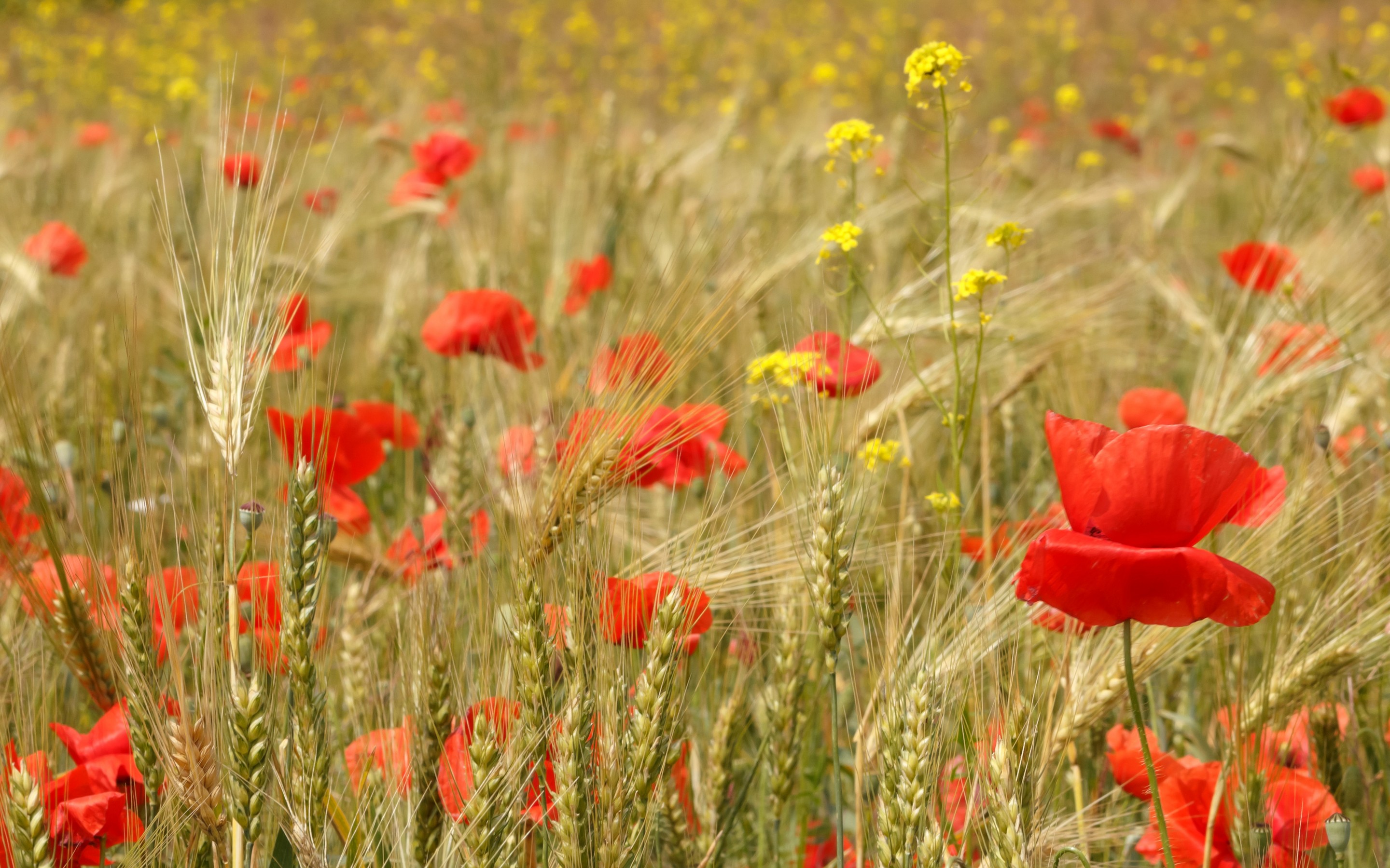 Free download wallpaper Poppy, Flowers, Earth on your PC desktop