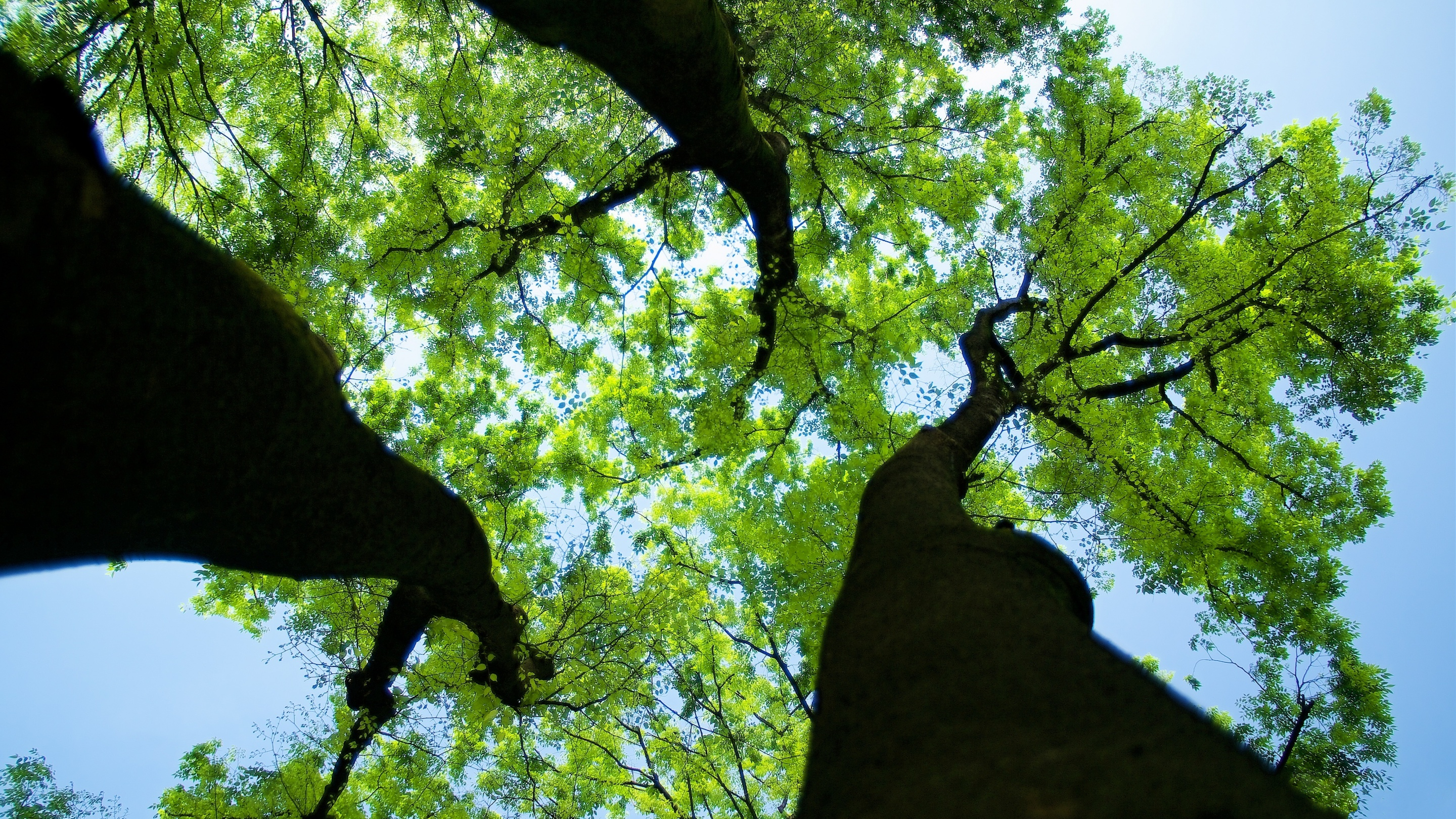 Laden Sie das Bäume, Baum, Überdachung, Erde/natur-Bild kostenlos auf Ihren PC-Desktop herunter