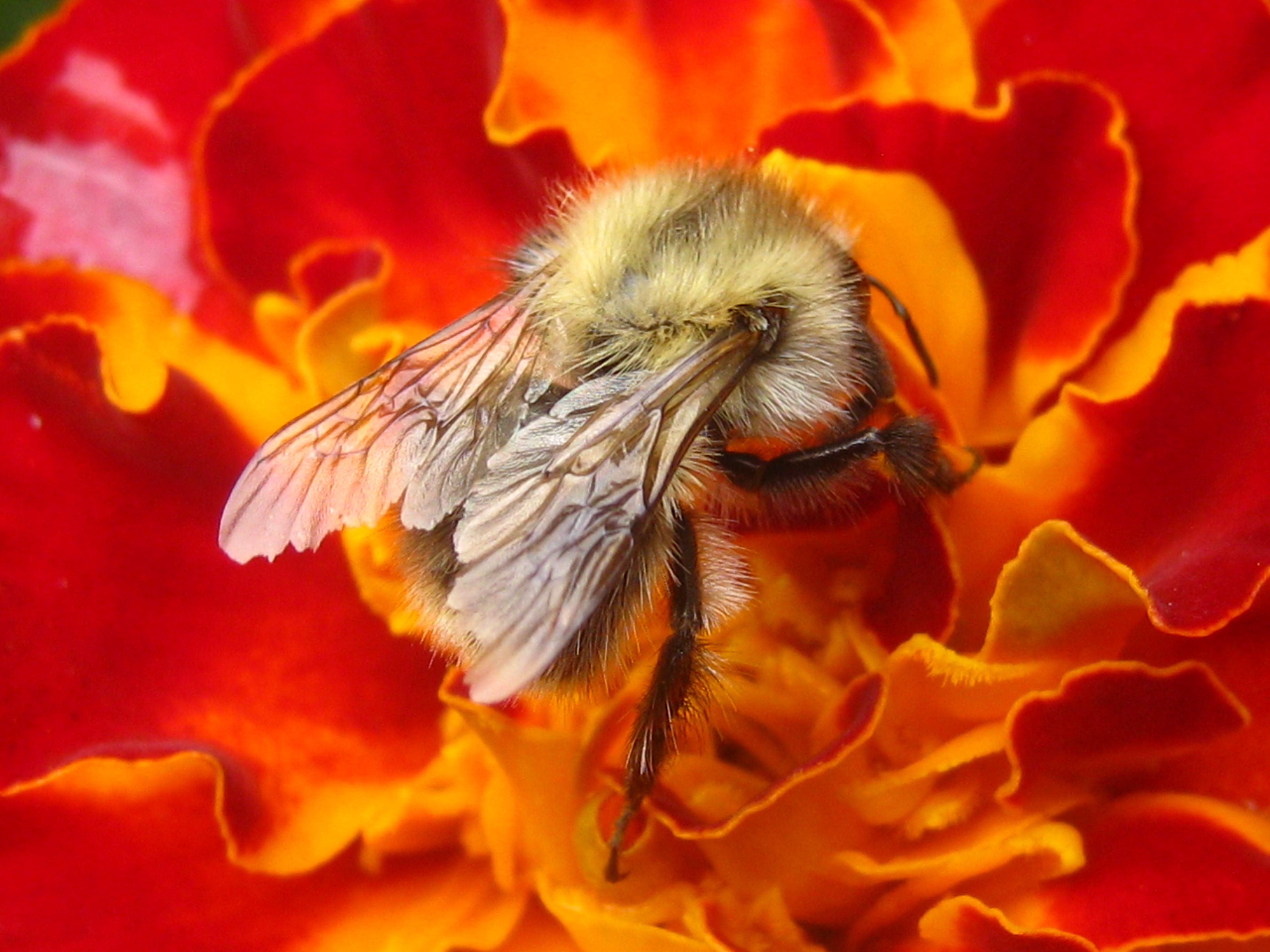 146719 descargar fondo de pantalla flor, macro, insecto, abeja, polinización, néctar: protectores de pantalla e imágenes gratis