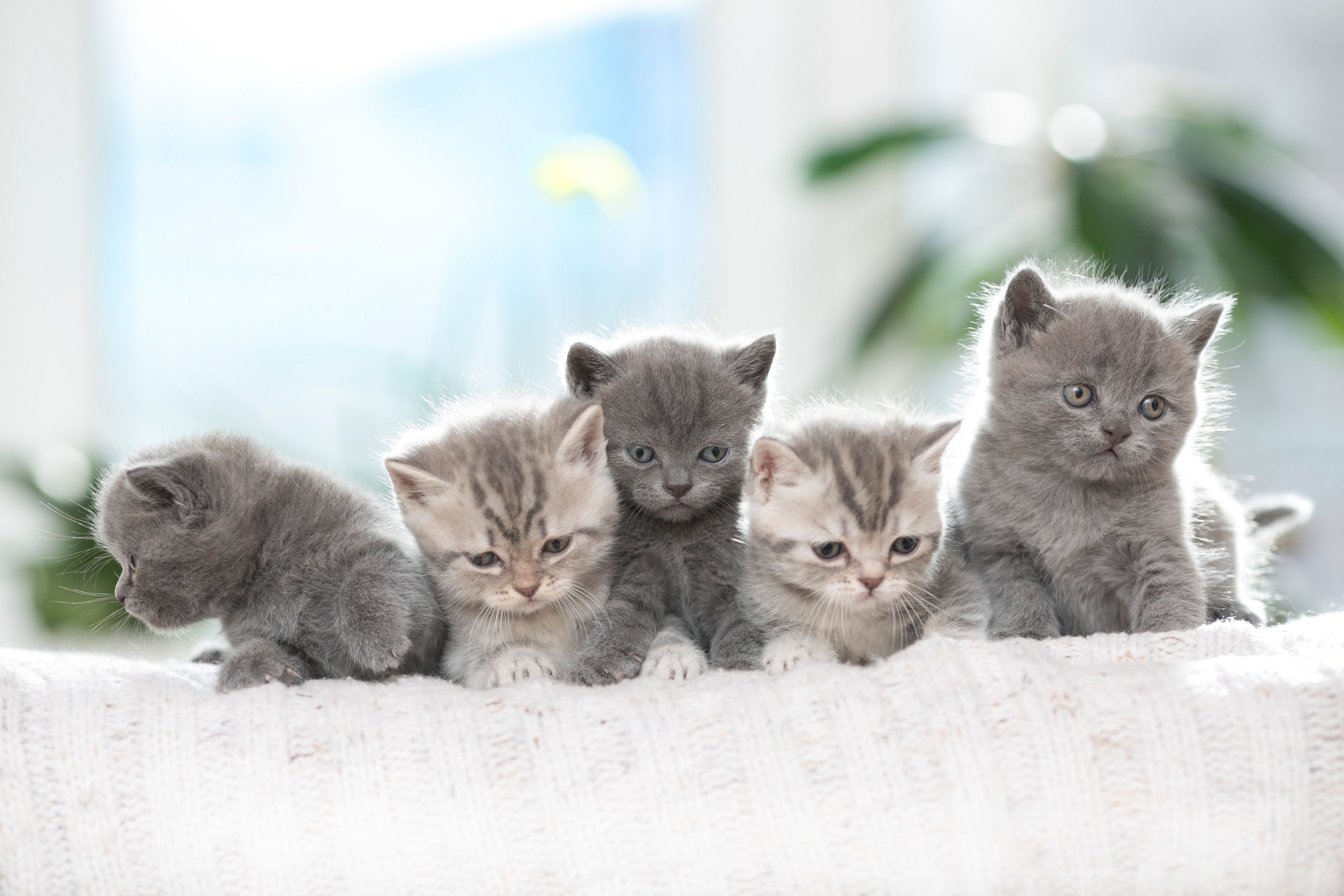 Descarga gratis la imagen Animales, Gatos, Gato, Gatito, Bebe Animal en el escritorio de tu PC