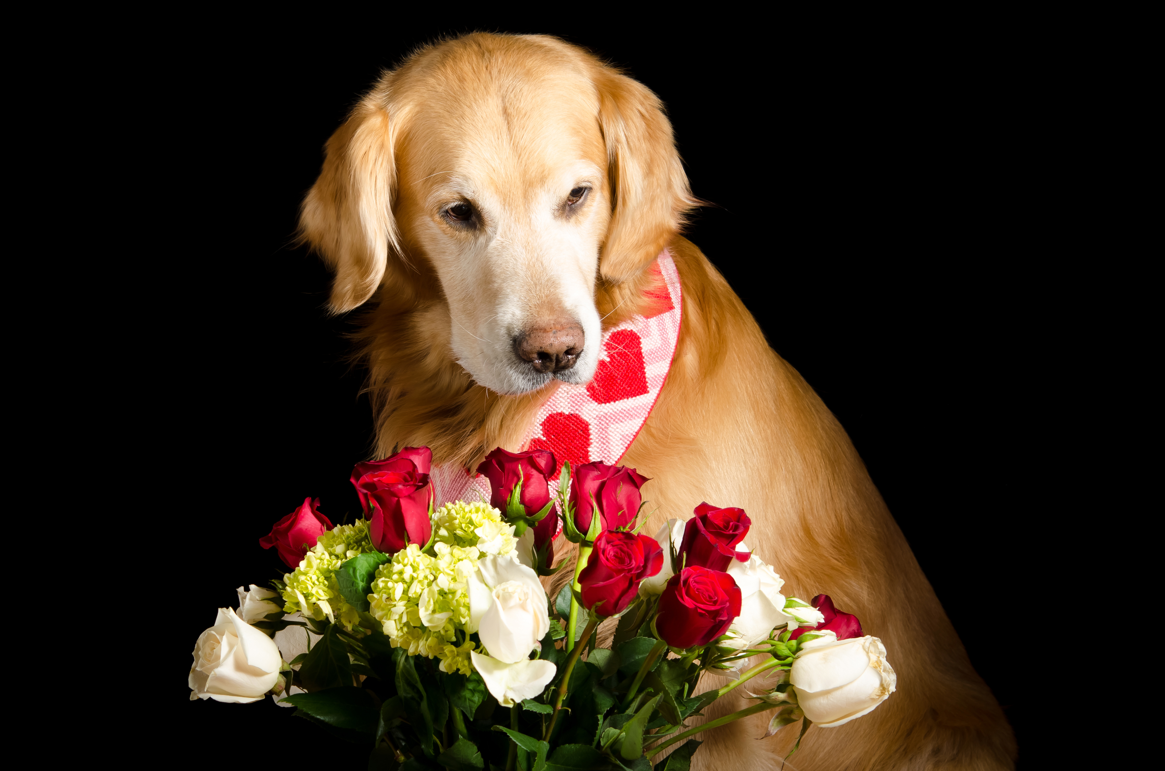 Скачать обои бесплатно Животные, Собаки, Цветок, Роза, Собака, Золотистый Ретривер картинка на рабочий стол ПК