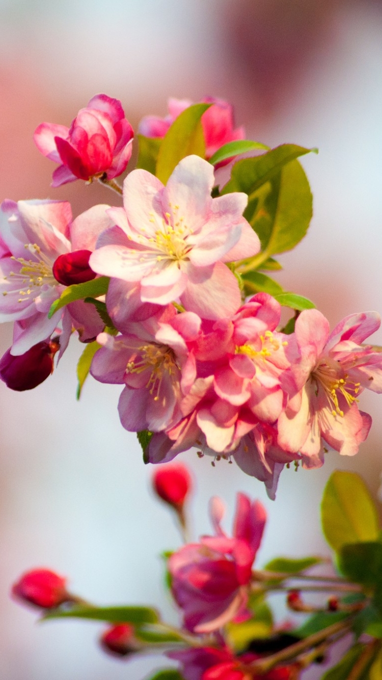 1113056 Bildschirmschoner und Hintergrundbilder Blumen auf Ihrem Telefon. Laden Sie  Bilder kostenlos herunter