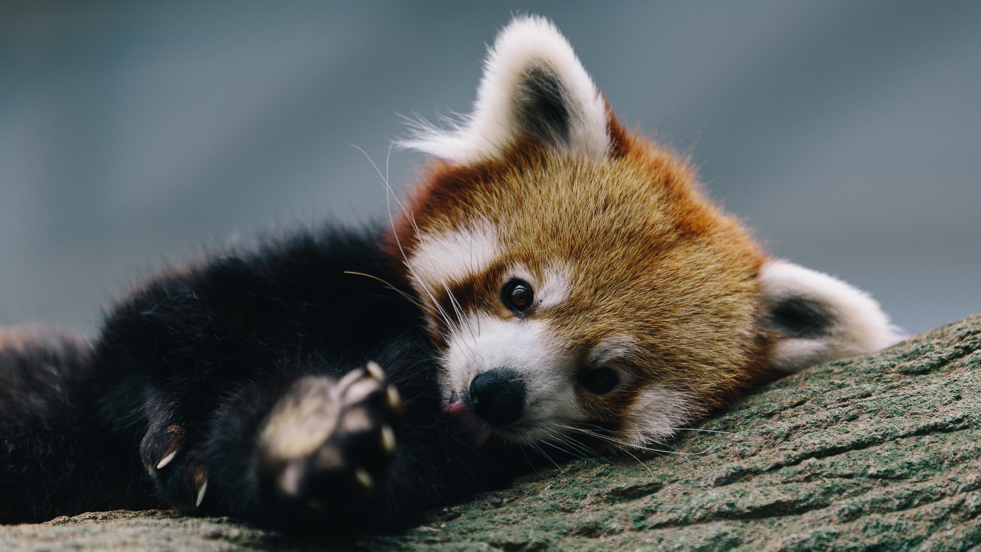Download mobile wallpaper Animal, Panda, Cute, Red Panda for free.