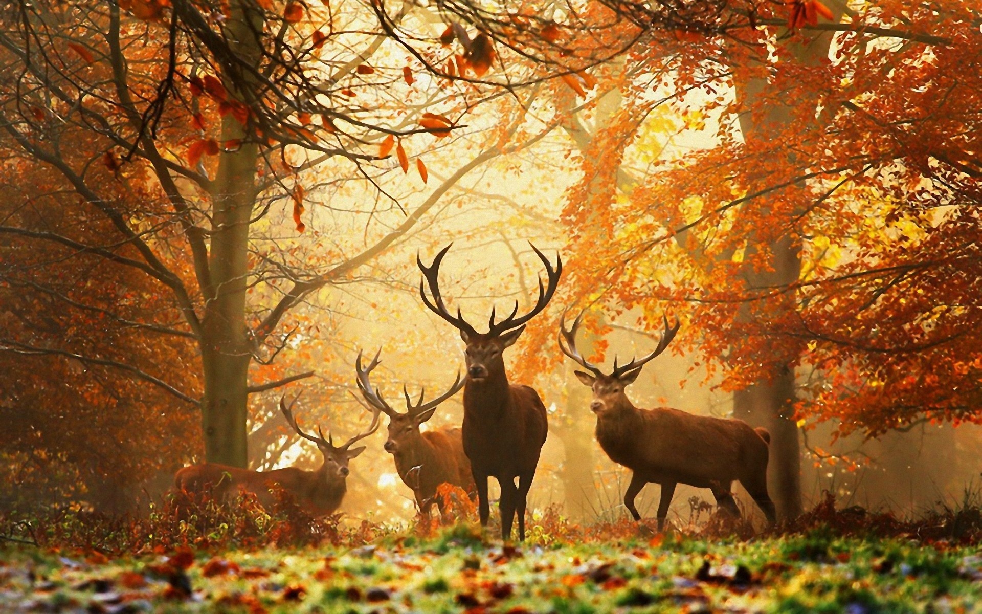 20525 завантажити шпалери тварини, осінь, олені, жовтий - заставки і картинки безкоштовно