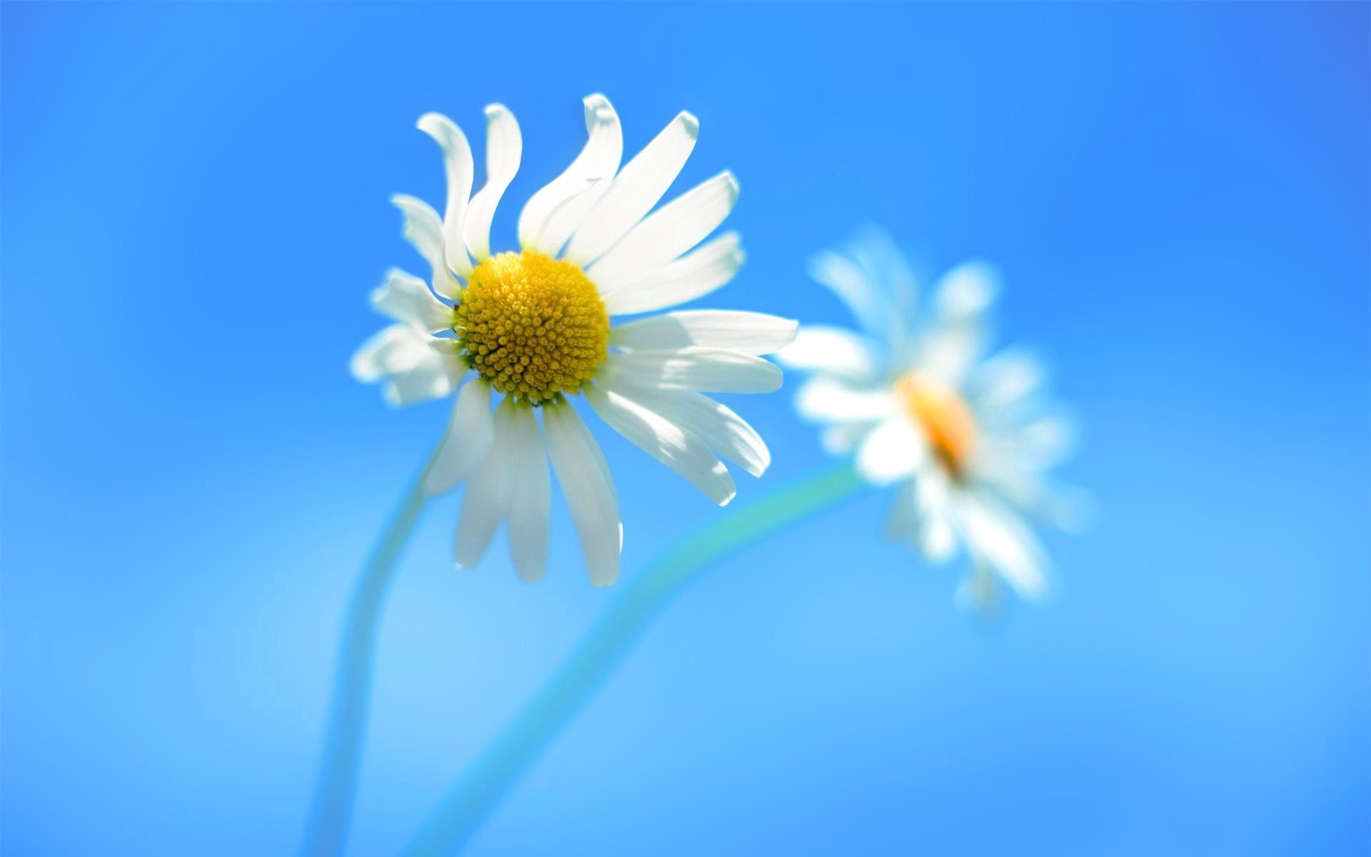 flower, background, sky, camomile, macro, couple, pair, chamomile HD for desktop 1080p