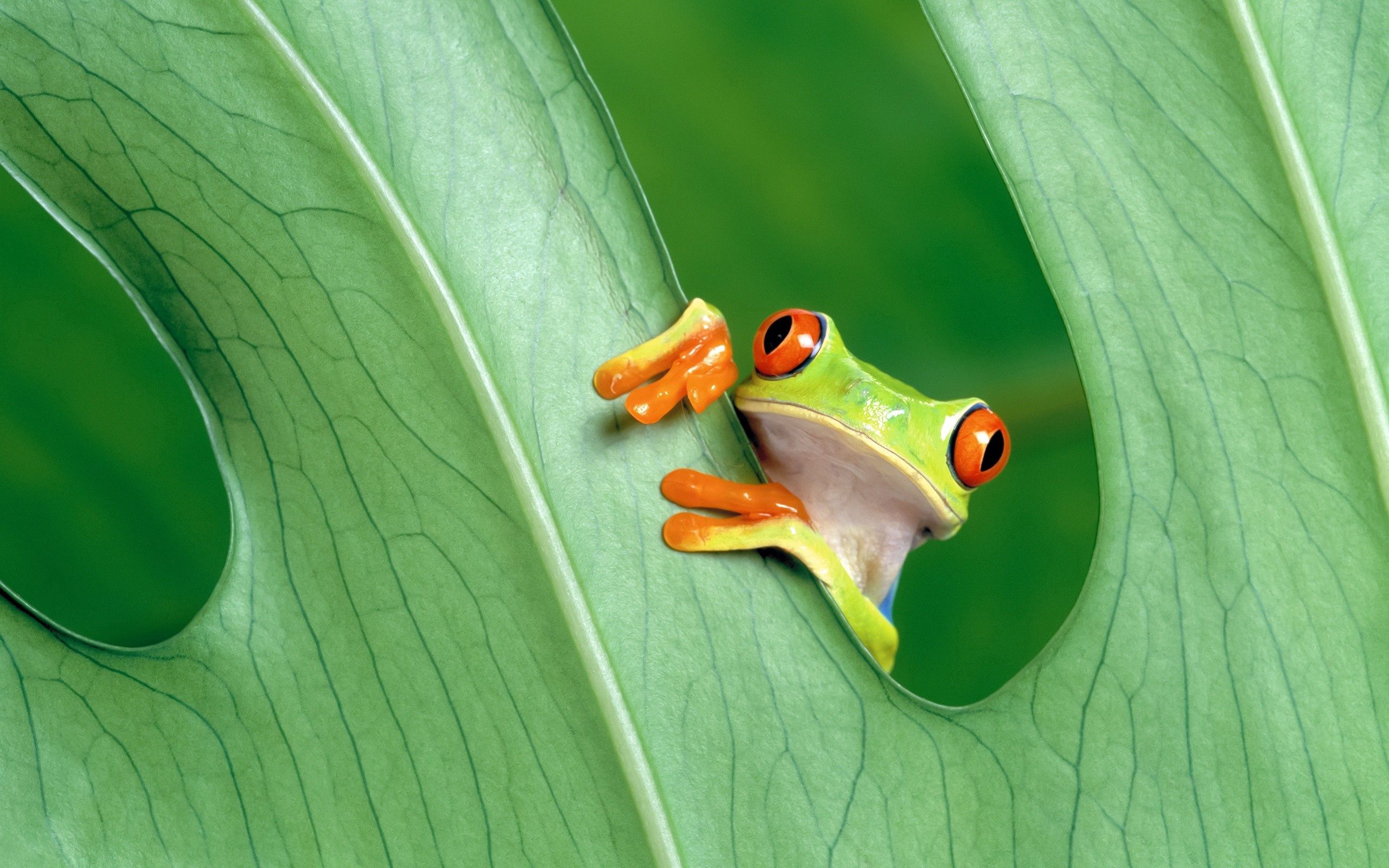 無料モバイル壁紙動物, 草, 葉, シート, 覗いて, 注意して下さい, カエル, 蛙をダウンロードします。