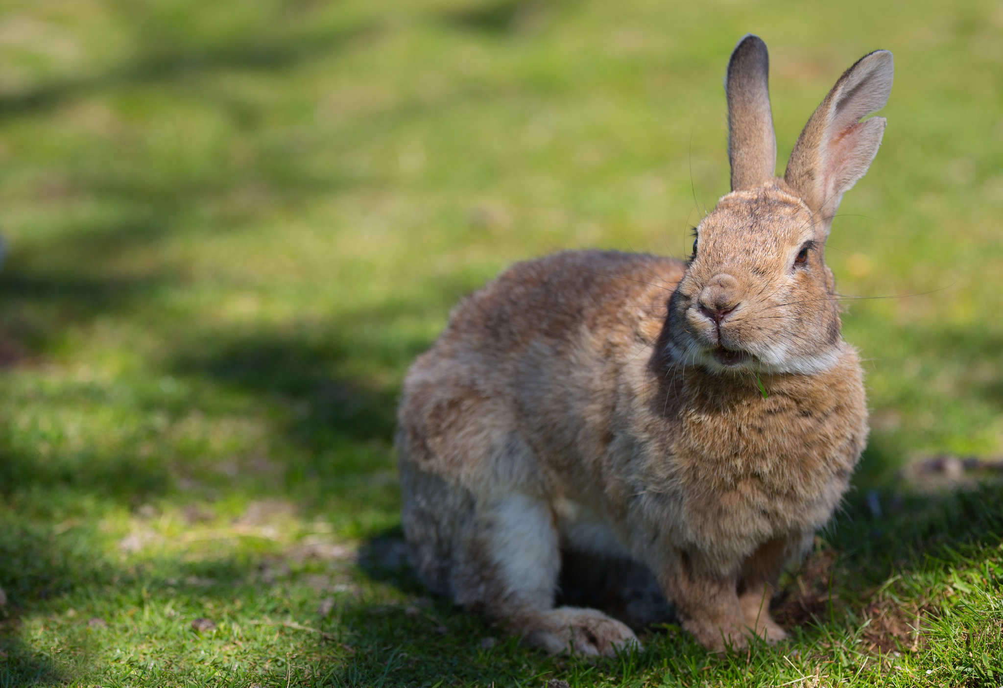 PCデスクトップに影, 兎, 草, 耳, 動物, ウサギ画像を無料でダウンロード