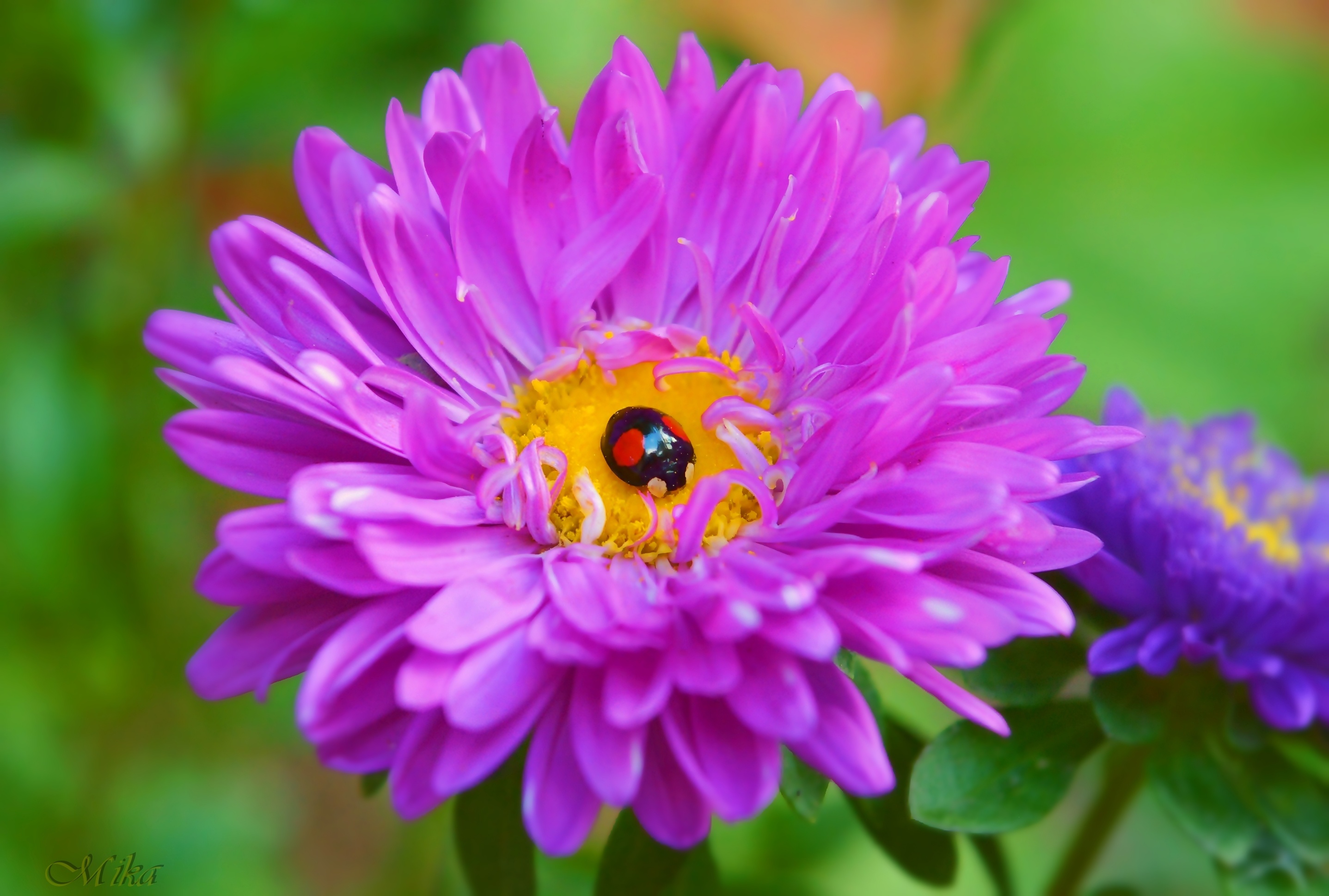 Free download wallpaper Flower, Macro, Animal, Ladybug, Purple Flower on your PC desktop