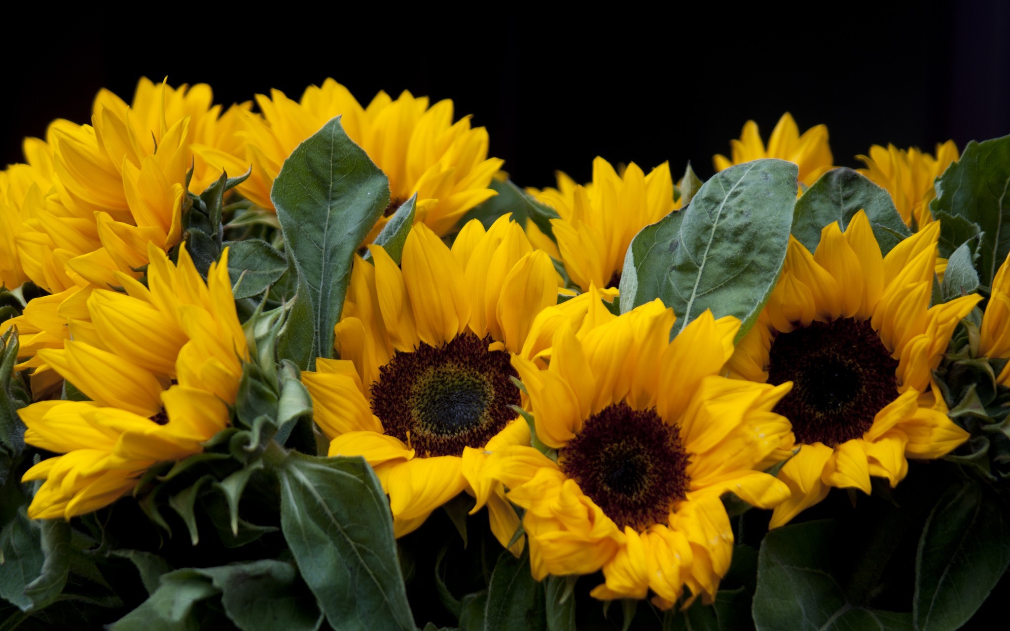 Download mobile wallpaper Sunflower, Flowers, Earth for free.