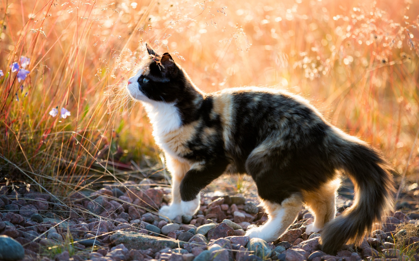 Baixar papel de parede para celular de Animais, Gato gratuito.