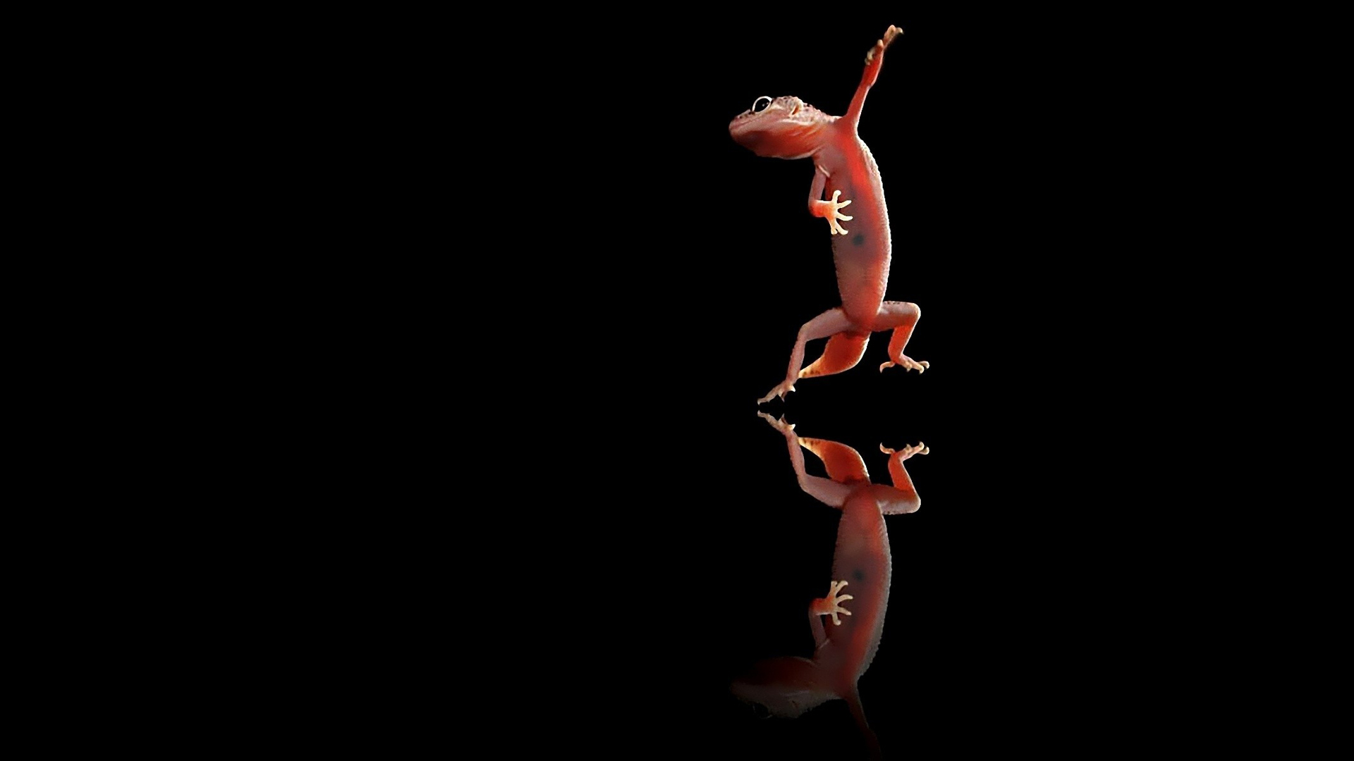 Téléchargez des papiers peints mobile Gecko, Reptiles, Animaux gratuitement.