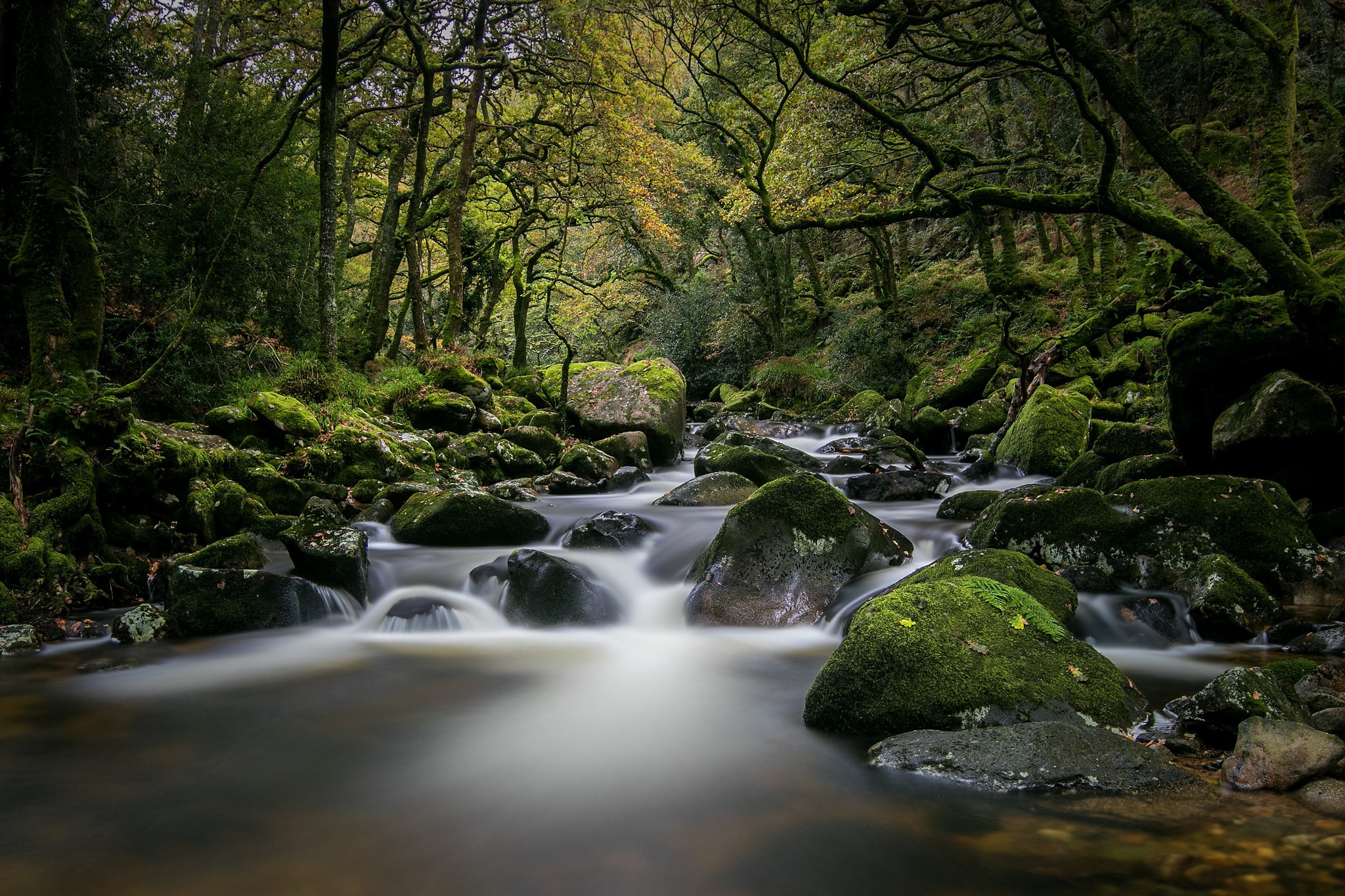 Free download wallpaper Nature, Forest, Earth, Moss, River on your PC desktop
