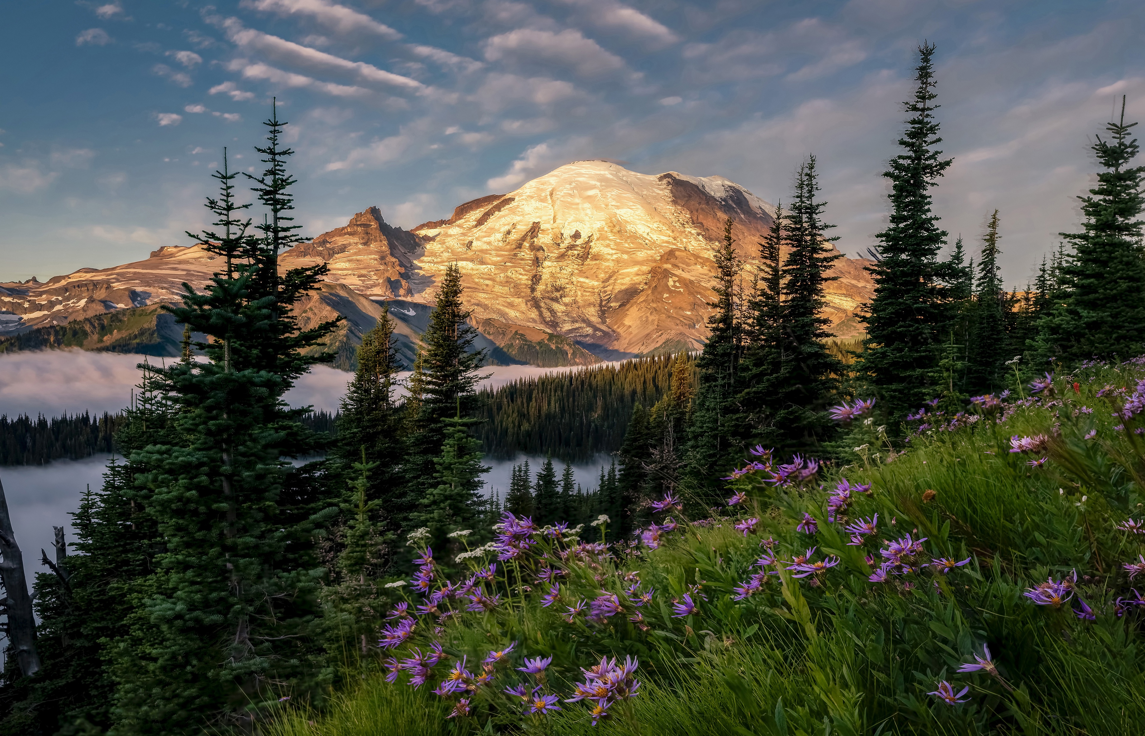 Laden Sie das Blume, Wald, Gebirge, Tanne, Himmel, Berge, Erde/natur-Bild kostenlos auf Ihren PC-Desktop herunter