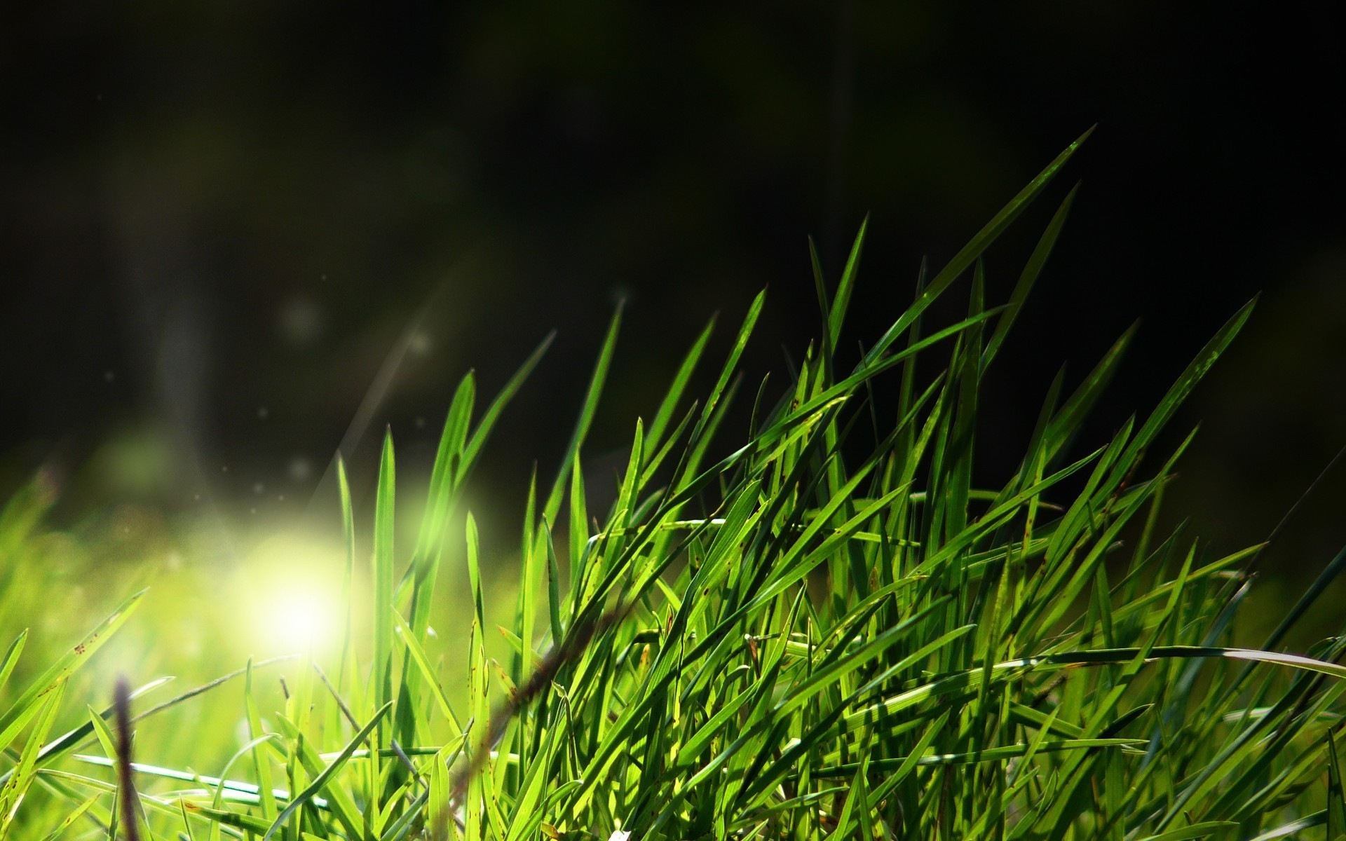 Free download wallpaper Plants, Grass, Background on your PC desktop