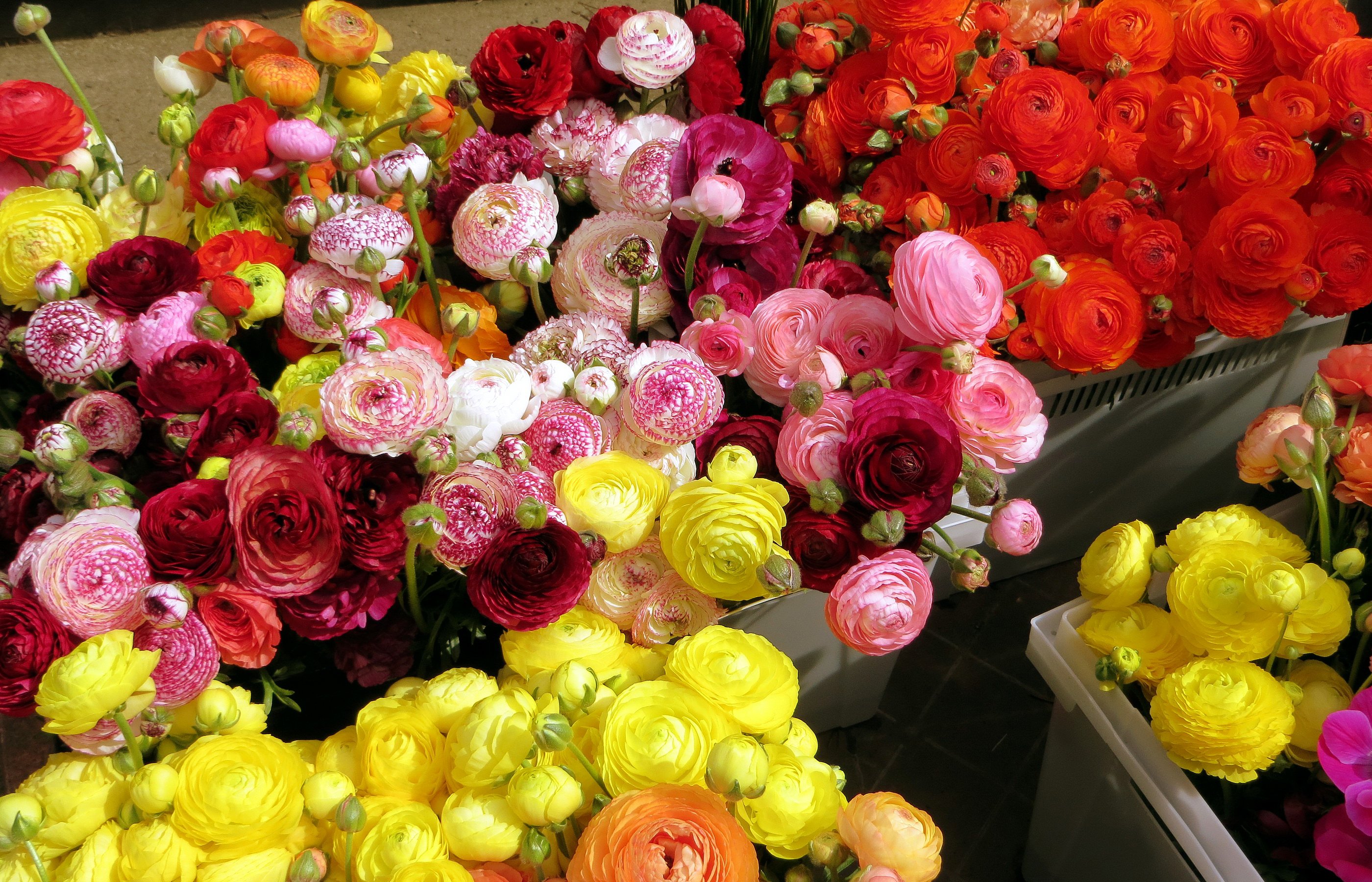 無料モバイル壁紙フラワーズ, 花, 地球, 色, カラフル, 牡丹, 黄色い花, 赤い花, ピンクの花をダウンロードします。
