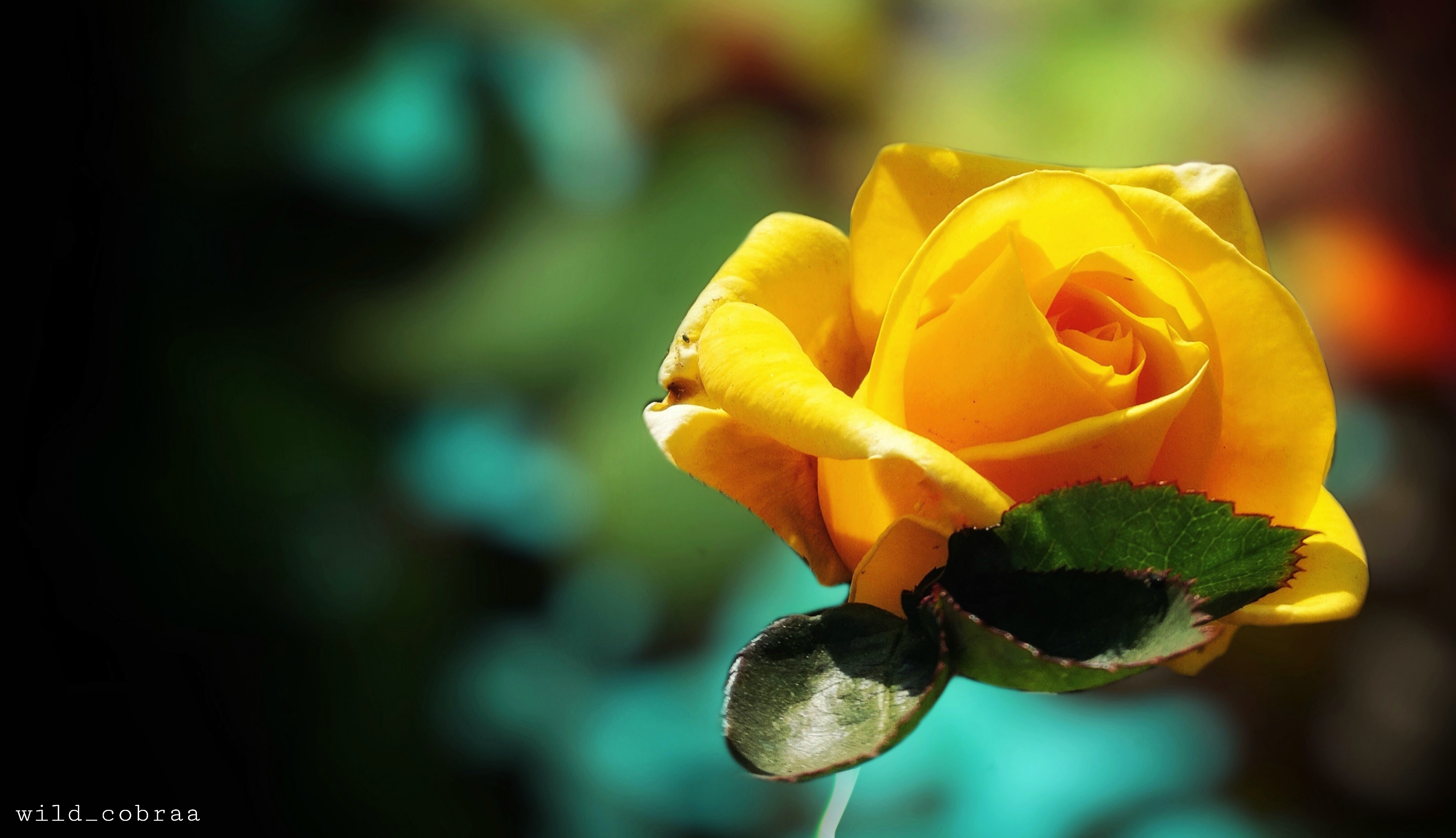 Free download wallpaper Flowers, Flower, Rose, Earth, Yellow Rose on your PC desktop