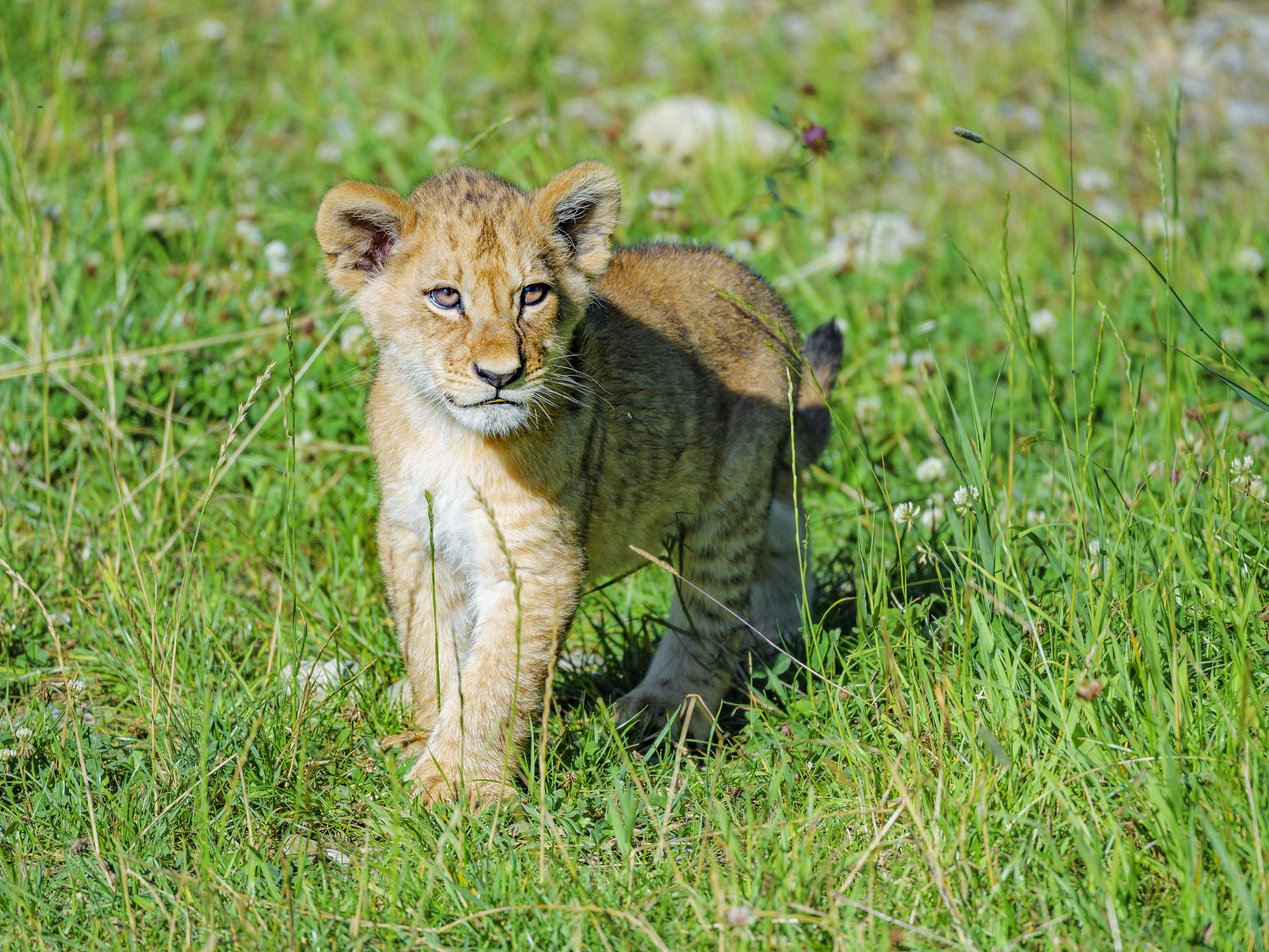 Download mobile wallpaper Young, Joey, Grass, Animals, Predator, Lion for free.