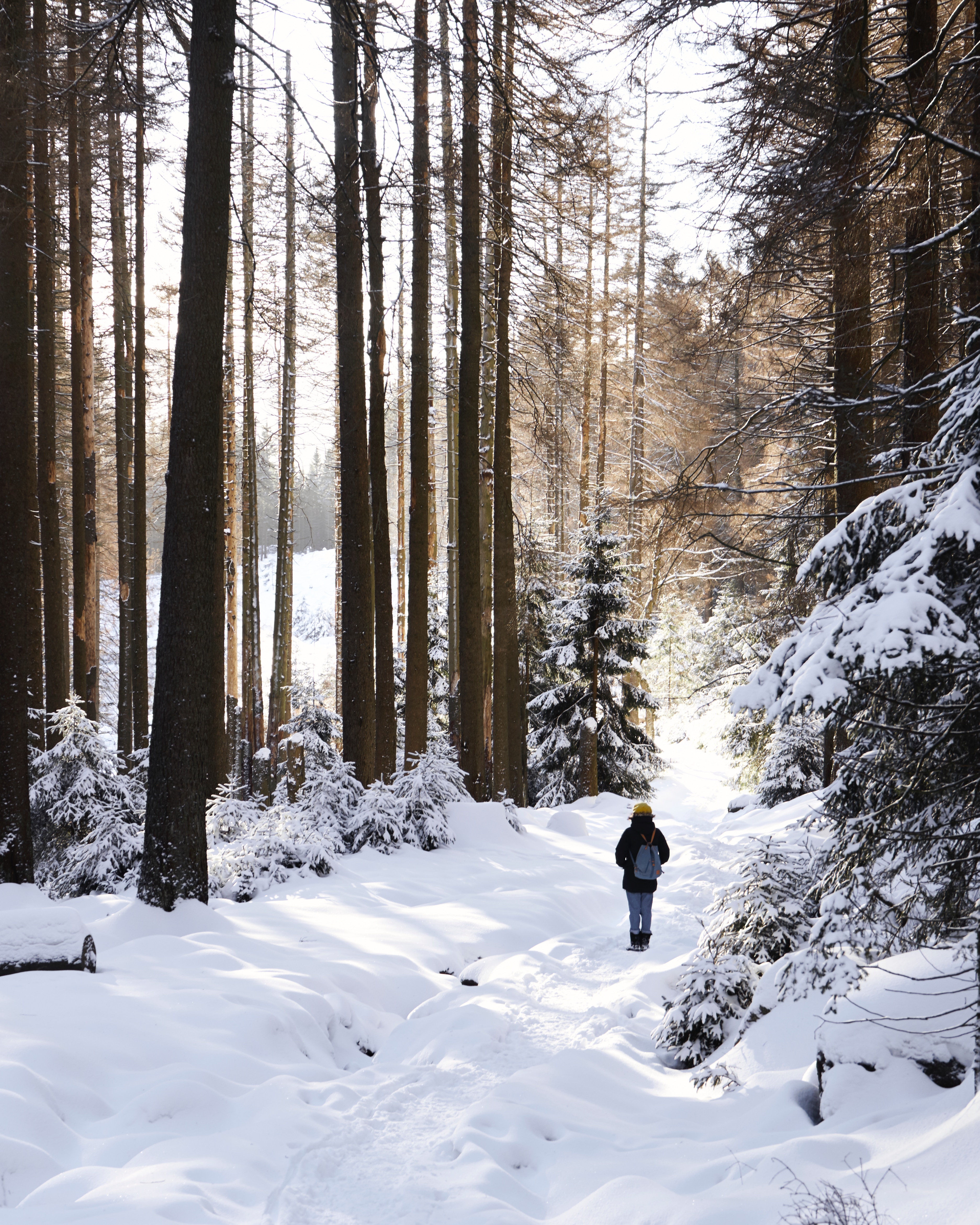 nature, forest, snow, winter, trees, privacy, seclusion, stroll