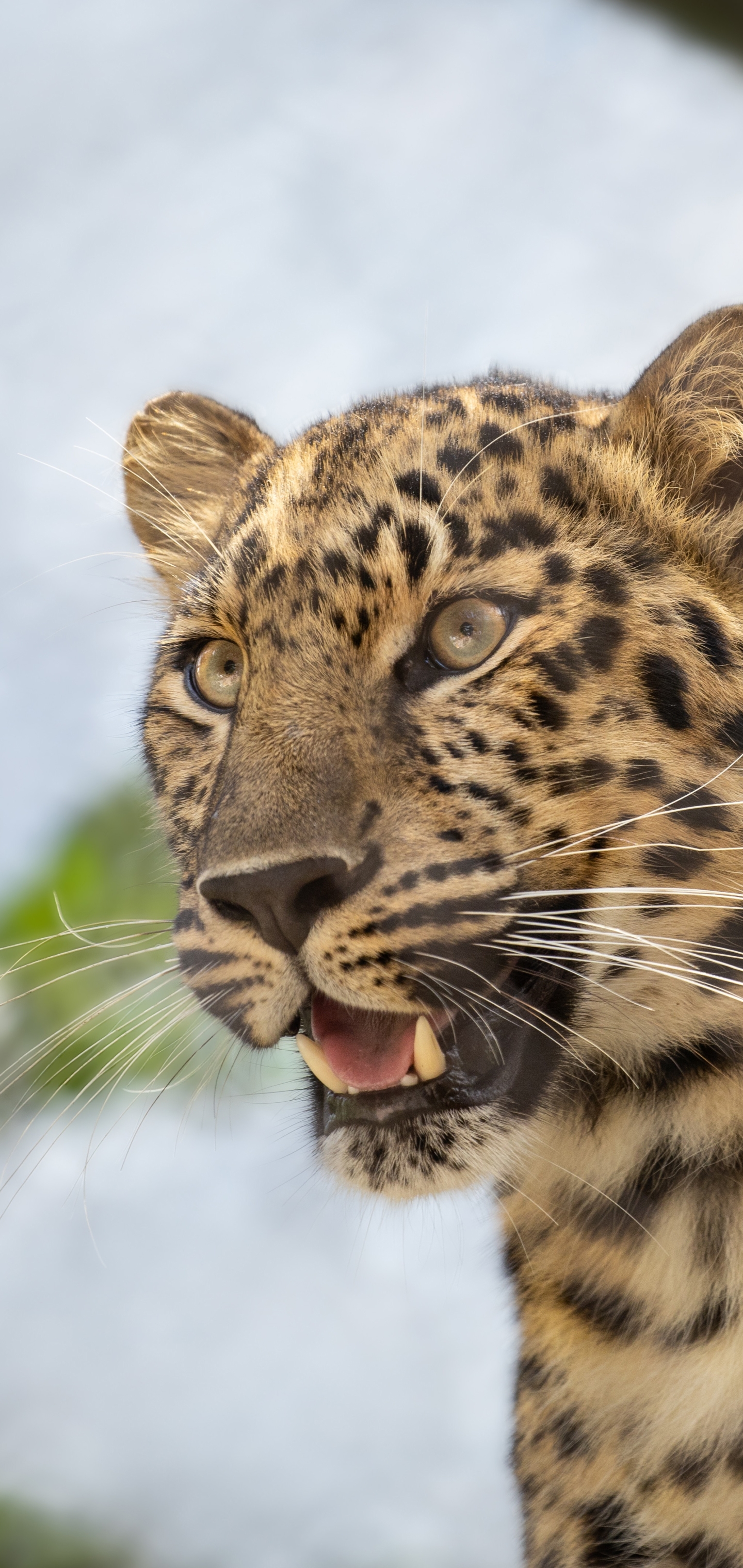 Download mobile wallpaper Leopard, Cats, Animal for free.