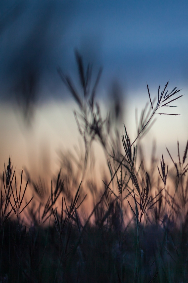 Handy-Wallpaper Gras, Erde/natur kostenlos herunterladen.