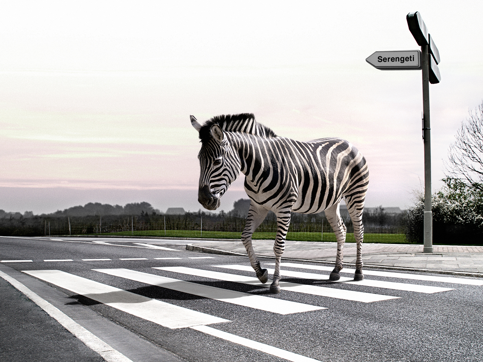 602949 Hintergrundbild herunterladen tiere, zebra - Bildschirmschoner und Bilder kostenlos