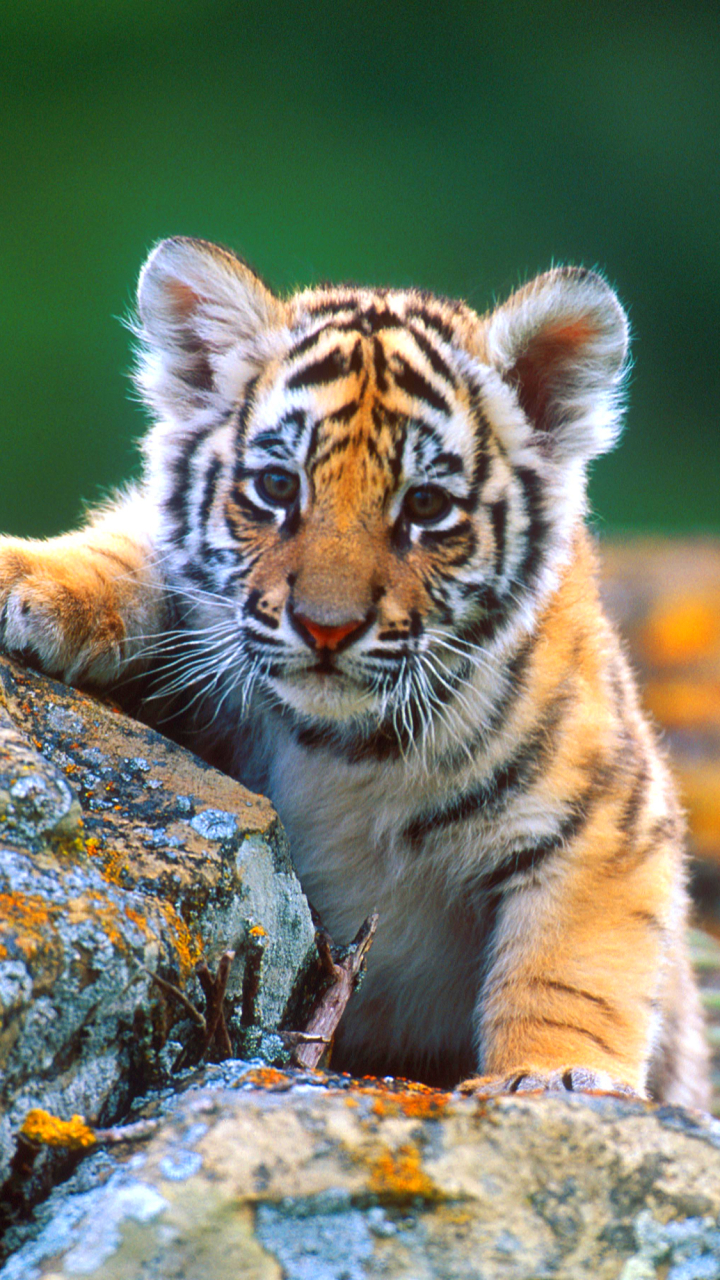 Download mobile wallpaper Cats, Tiger, Animal for free.