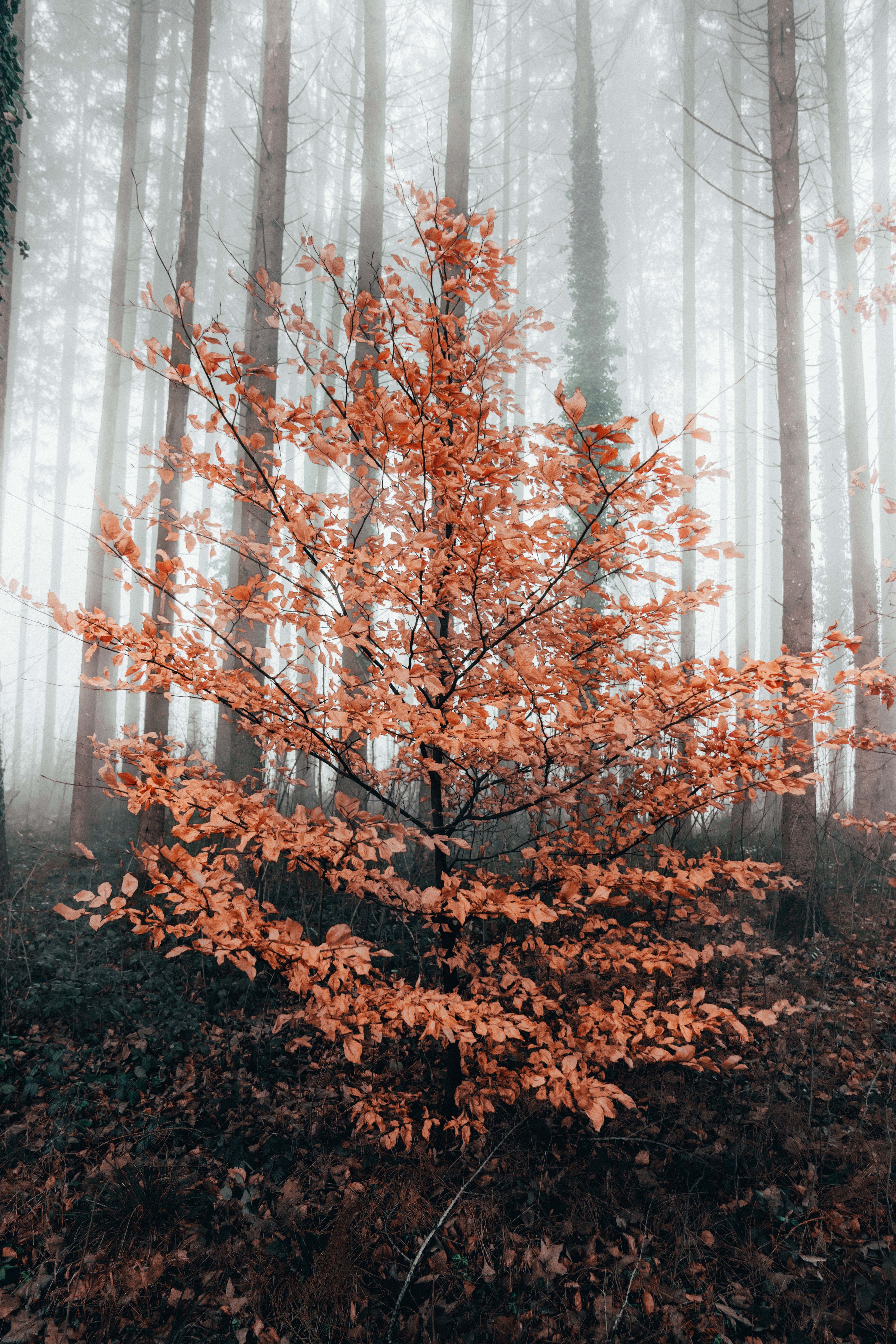 Handy-Wallpaper Wald, Baum, Nebel, Natur, Holz, Herbst kostenlos herunterladen.