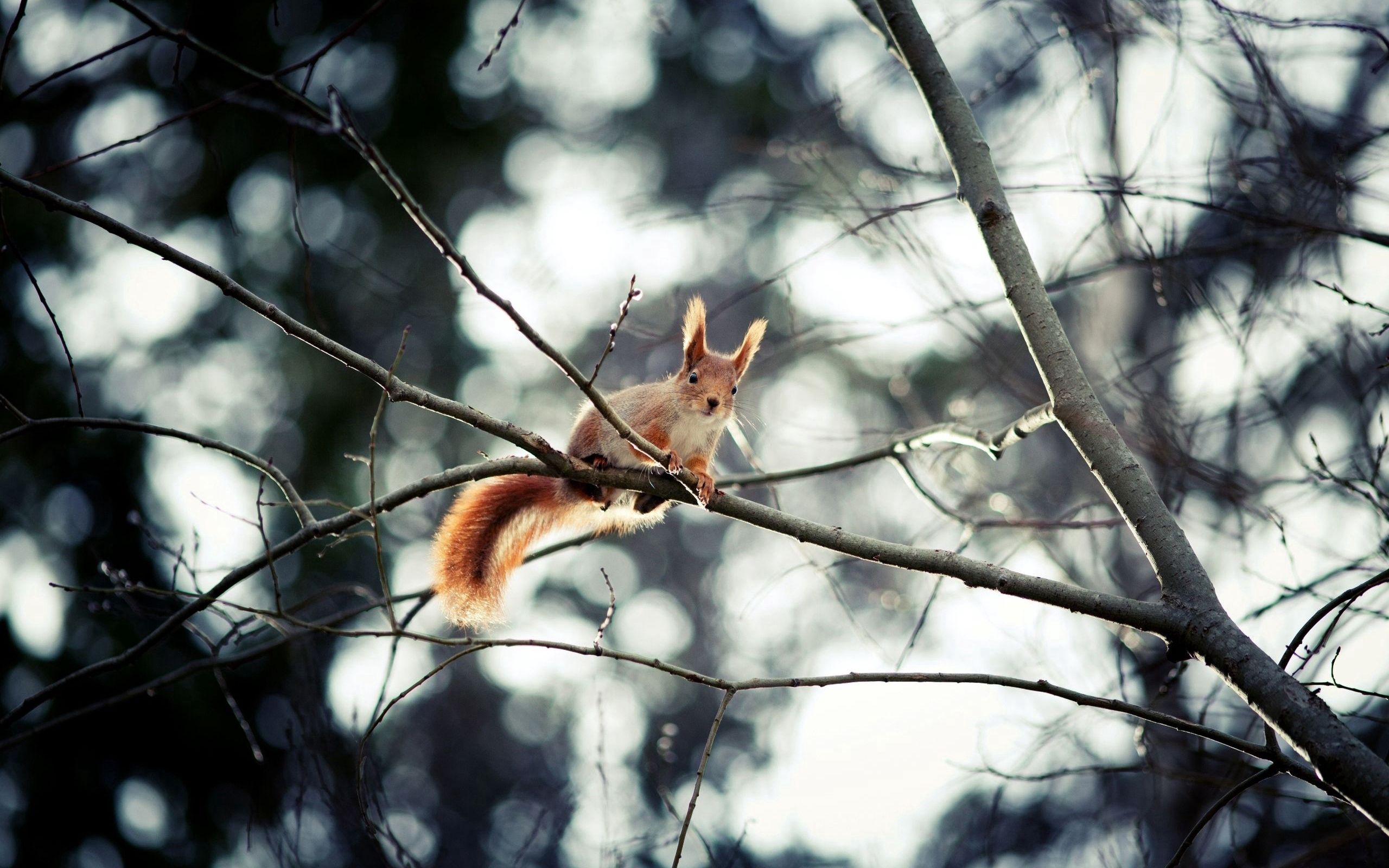squirrel, animals, sit, branch, hide, animal