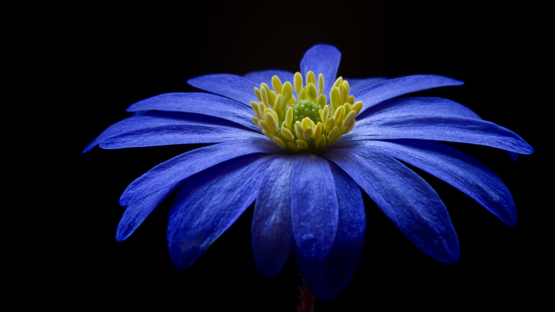 Descarga gratuita de fondo de pantalla para móvil de Flor, De Cerca, Margarita, Tierra/naturaleza, Flor Azul.