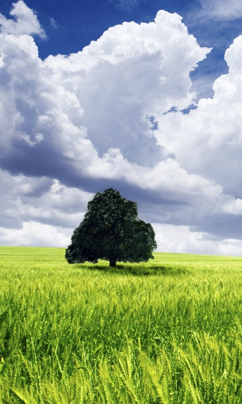Скачать картинку Пейзаж, Дерево, Синий, Поле, Зеленый, Ландшафт, Земля/природа в телефон бесплатно.