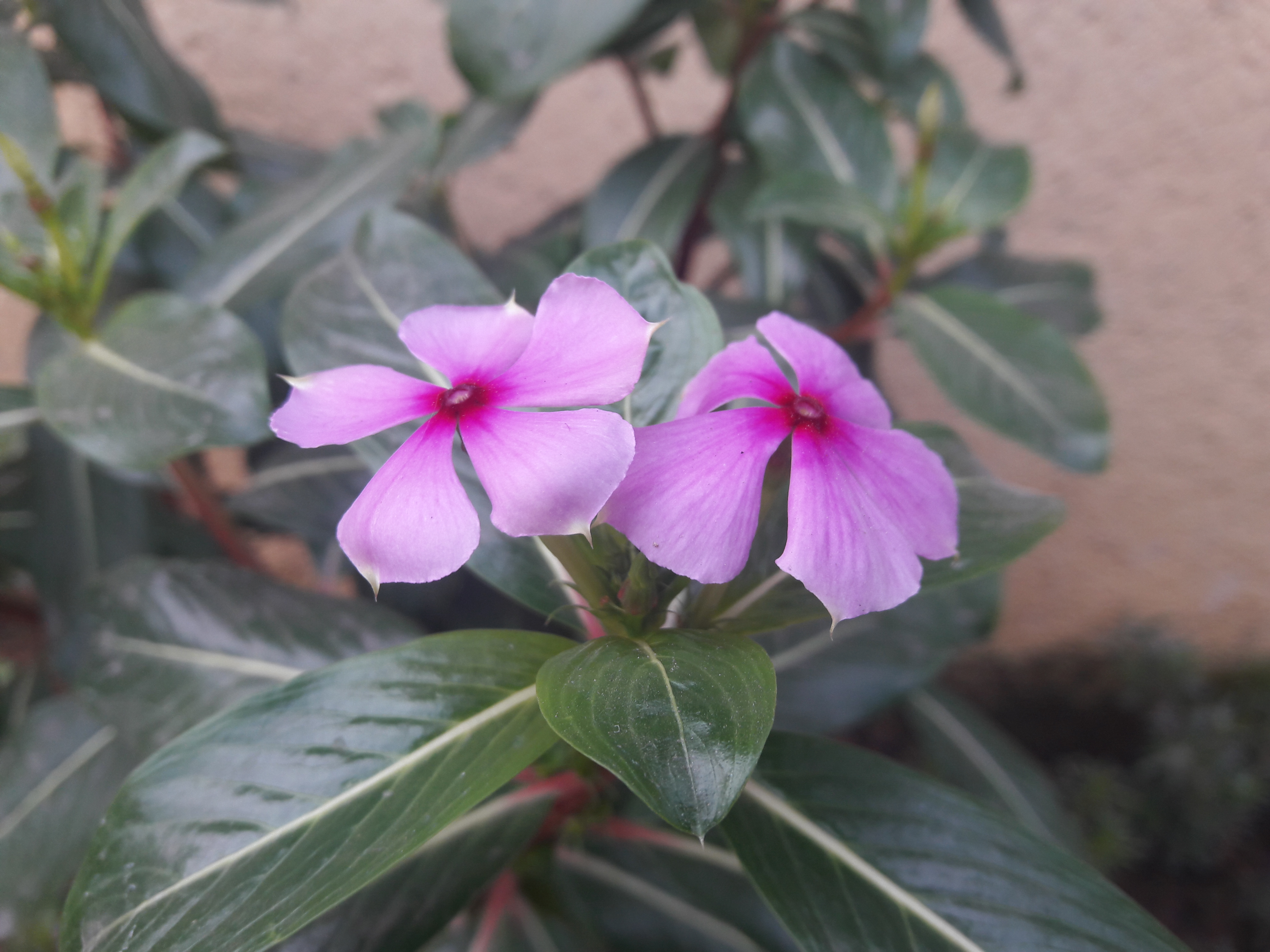 Laden Sie das Natur, Blumen, Blume, Erde/natur, Planze-Bild kostenlos auf Ihren PC-Desktop herunter