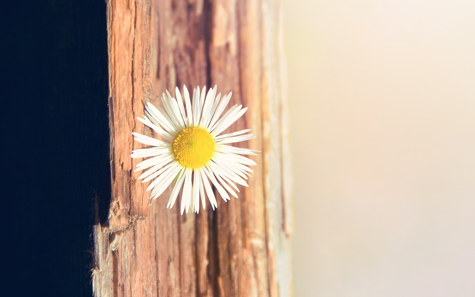 Handy-Wallpaper Blumen, Blume, Erde/natur kostenlos herunterladen.