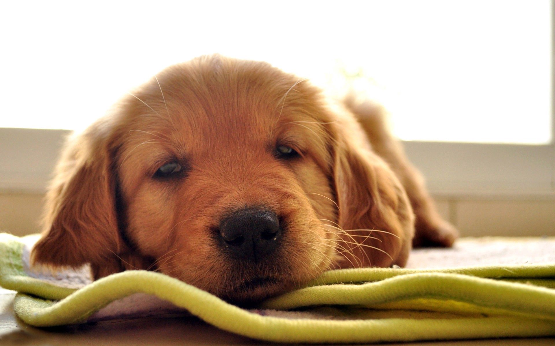 brown, animals, to lie down, lie, dog, muzzle, sleep, dream High Definition image