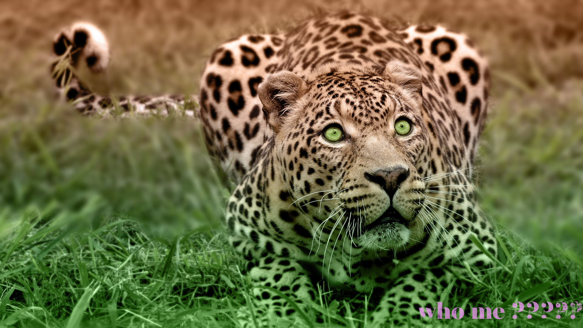307381 Bild herunterladen tiere, leopard, wild, natur, katzen - Hintergrundbilder und Bildschirmschoner kostenlos