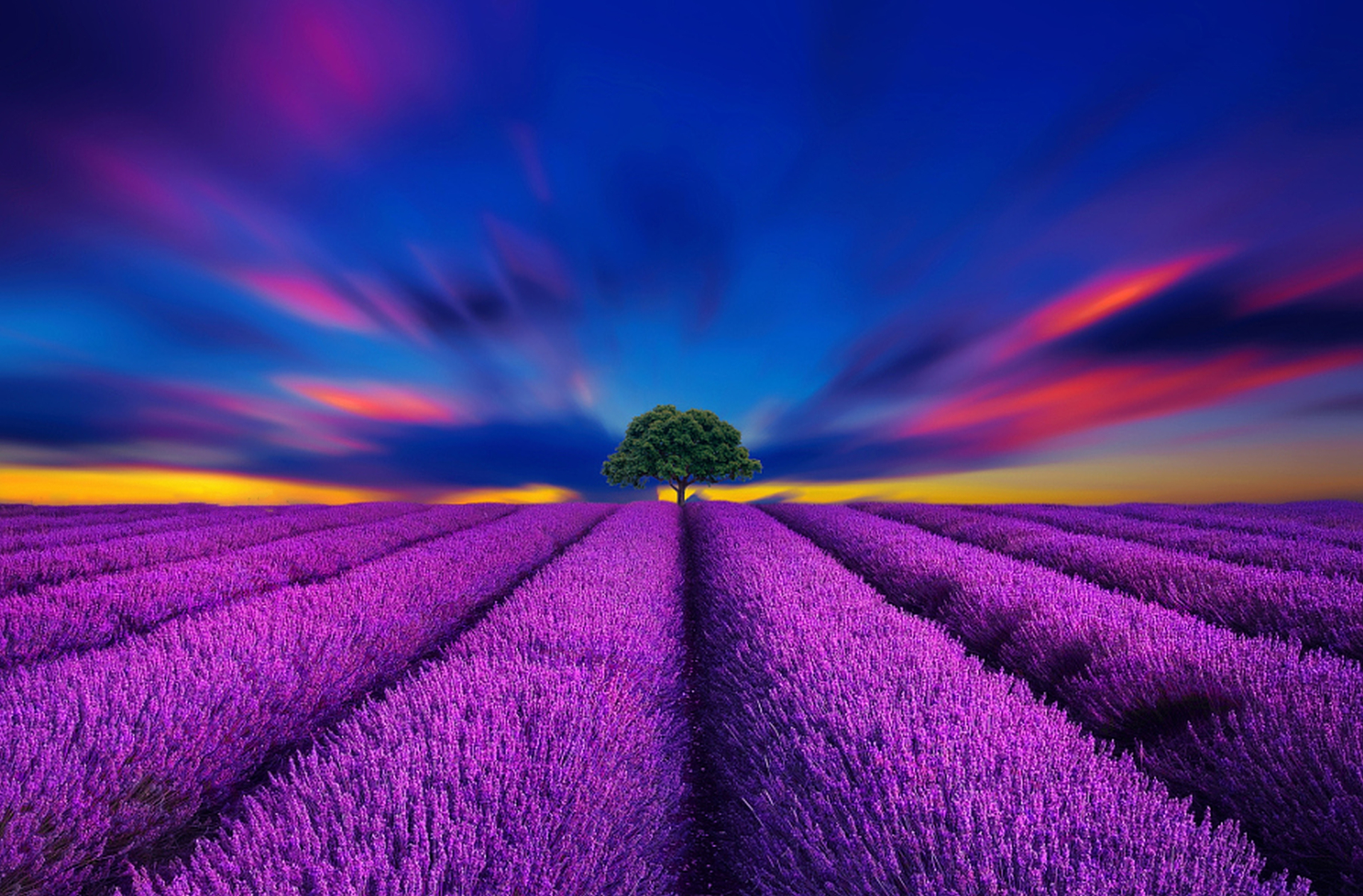Download mobile wallpaper Flowers, Sunset, Sky, Tree, Earth, Field, Lavender, Purple Flower for free.