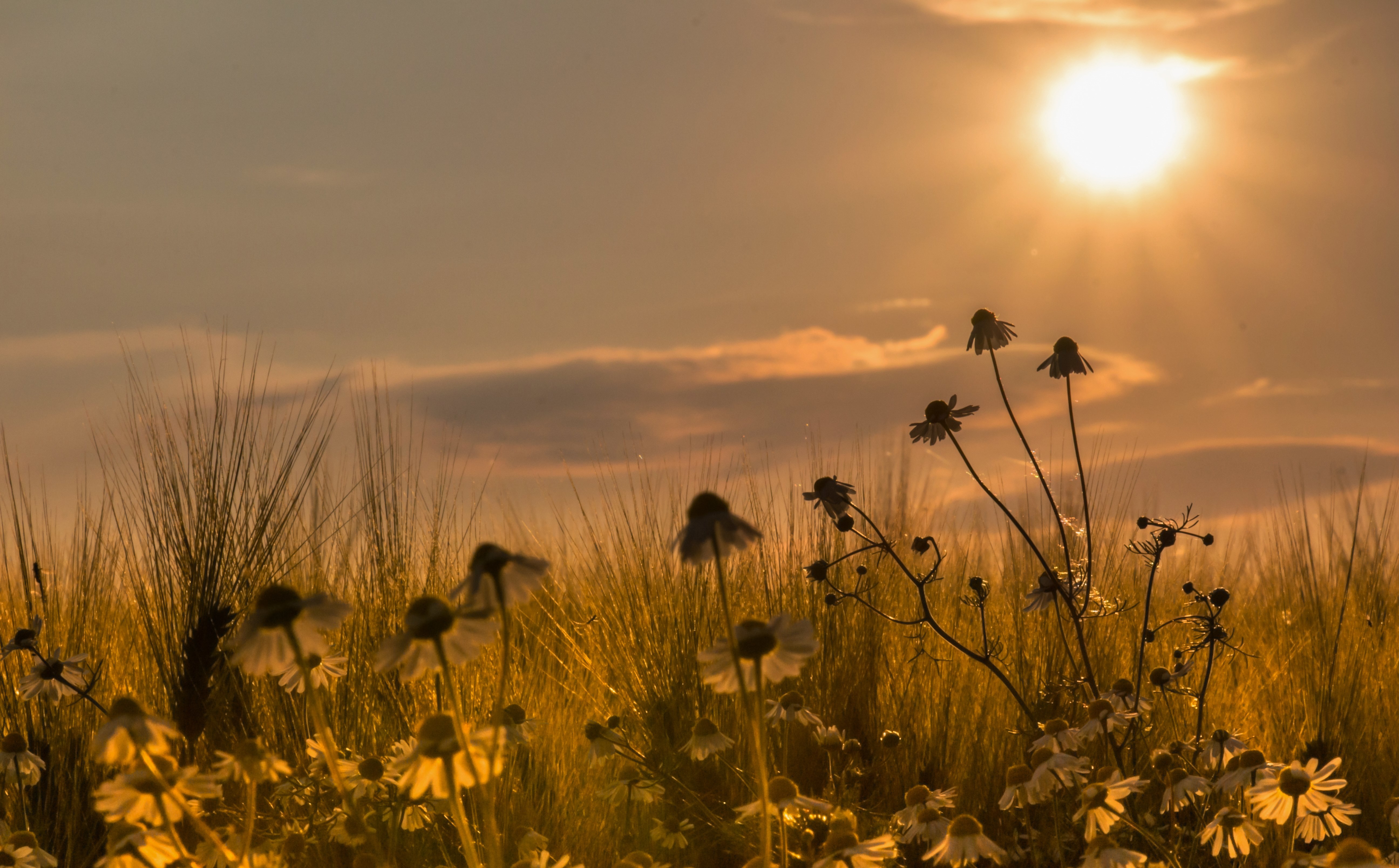 Download mobile wallpaper Nature, Sunset, Grass, Sky, Flower, Earth, Field, Daisy for free.