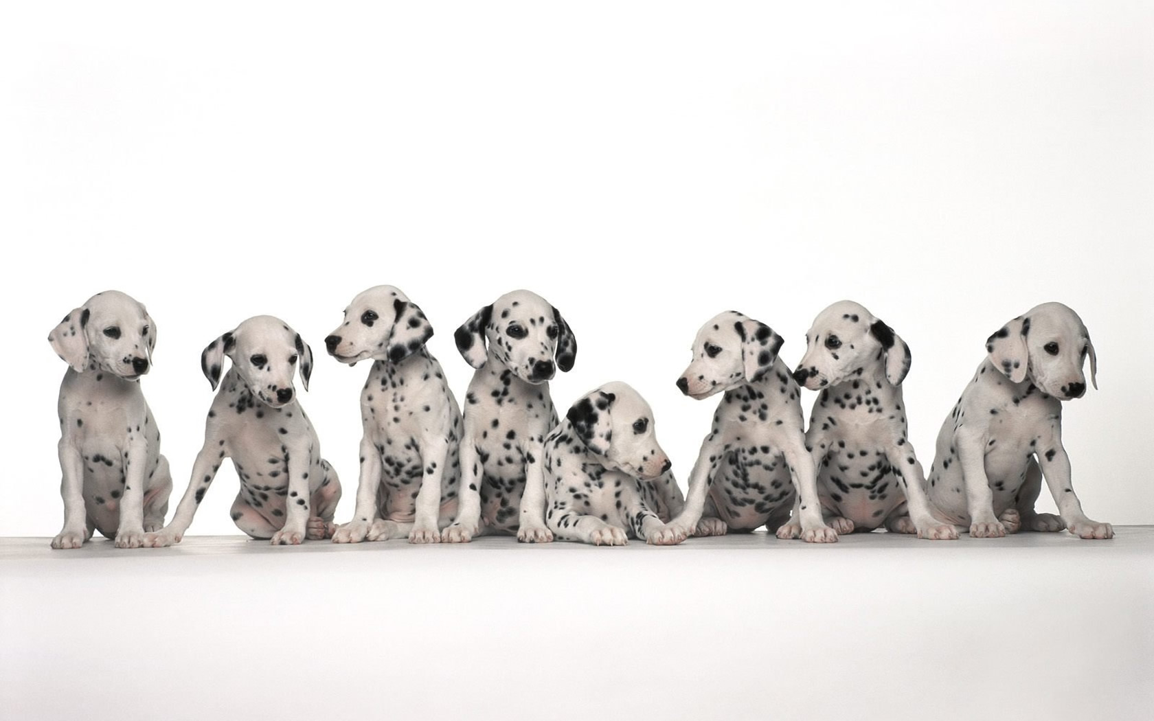 Download mobile wallpaper Dog, Animal, Puppy, Dalmatian, Baby Animal for free.