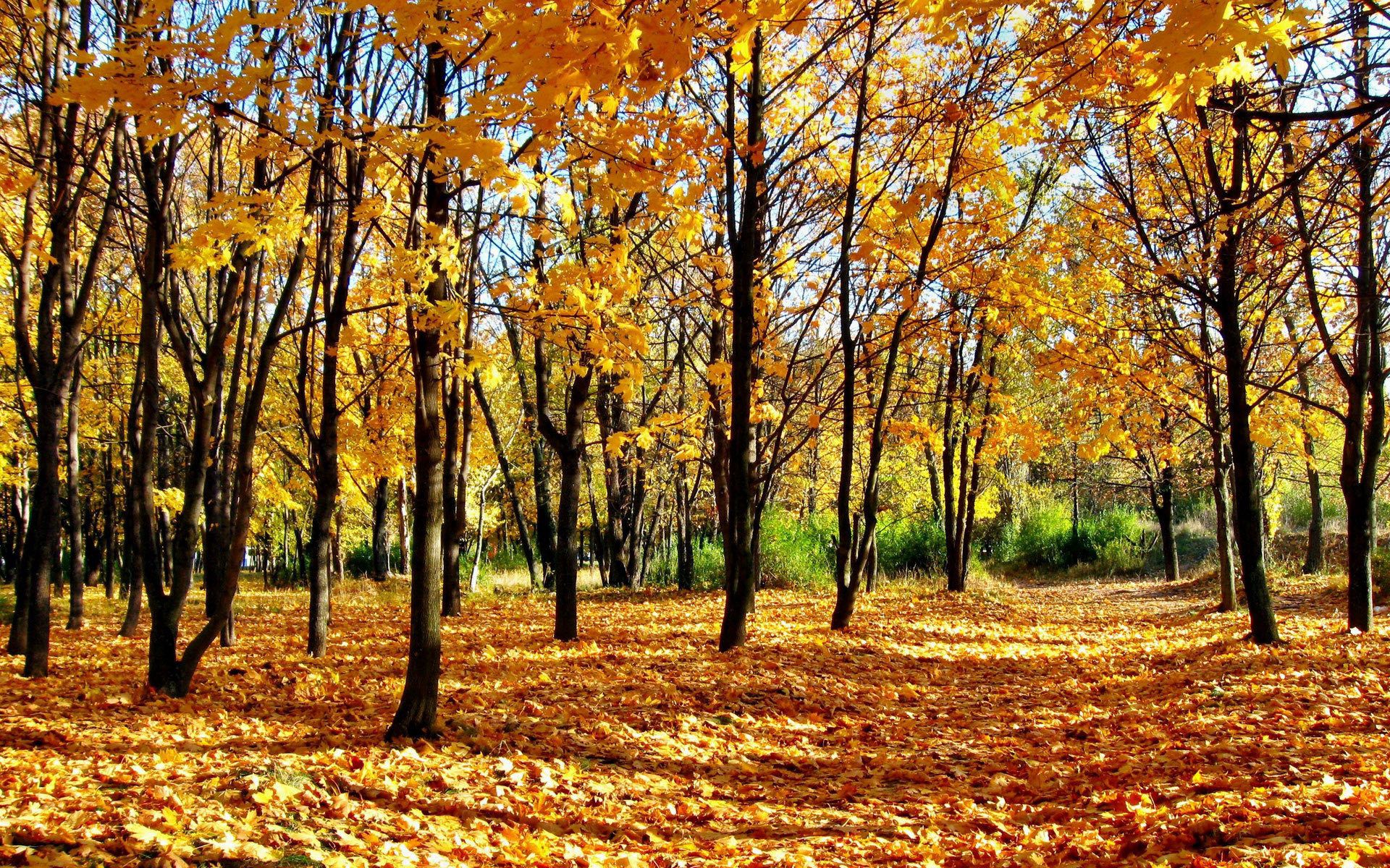 86131 скачать обои осень, листопад, природа, лес, парк, аллея, тени, молодняк - заставки и картинки бесплатно