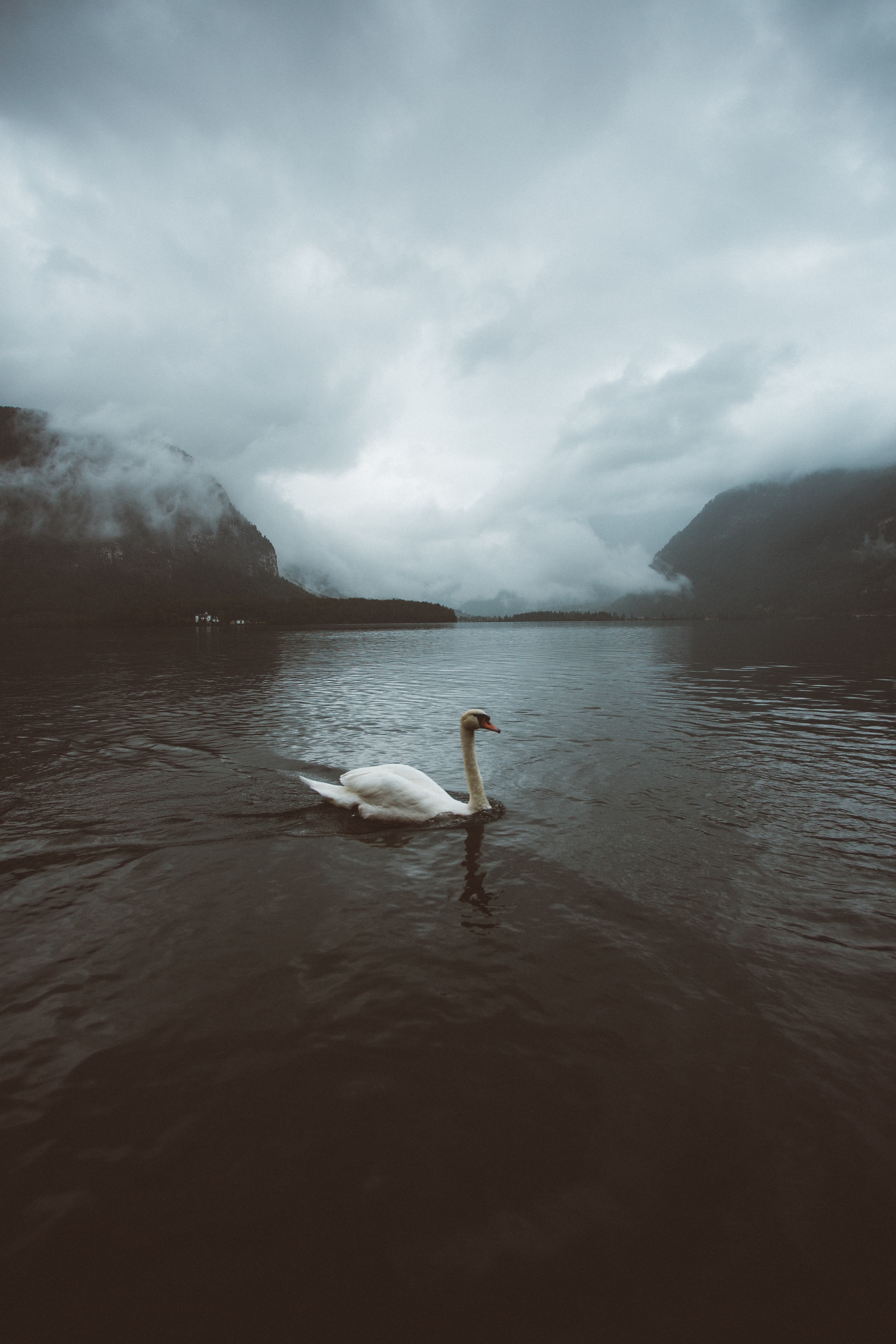 Swan Vertical Background