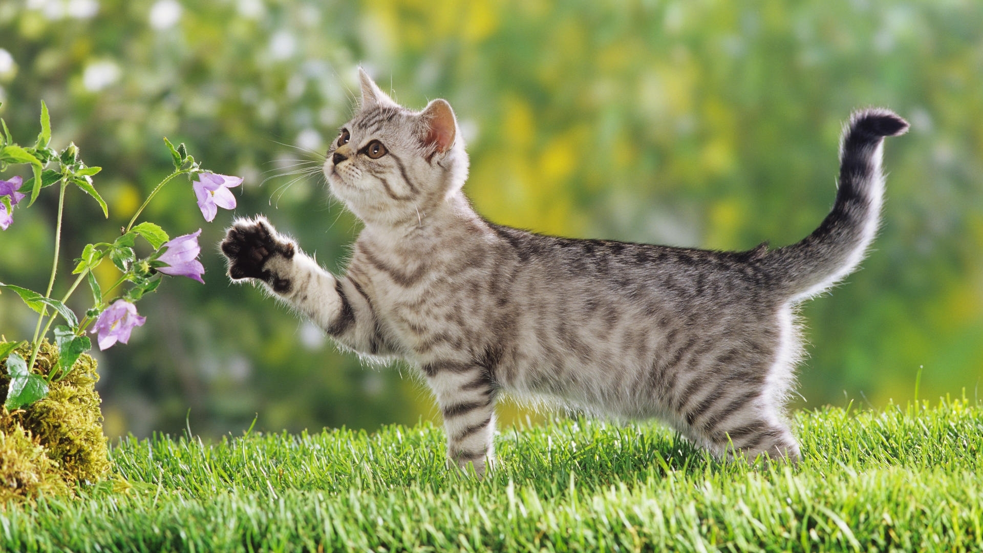 Download background cats, animals, green