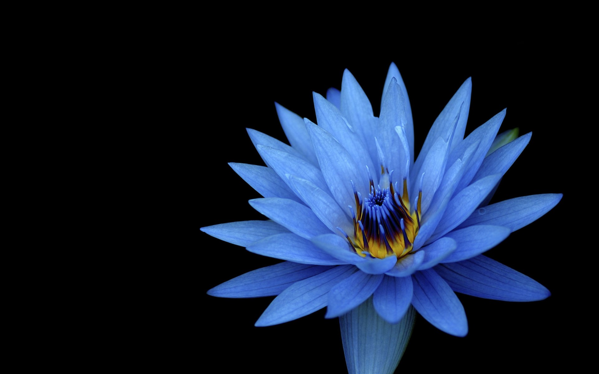 Téléchargez gratuitement l'image Fleurs, Lotus, Fleur, Terre/nature, Fleur Bleue sur le bureau de votre PC
