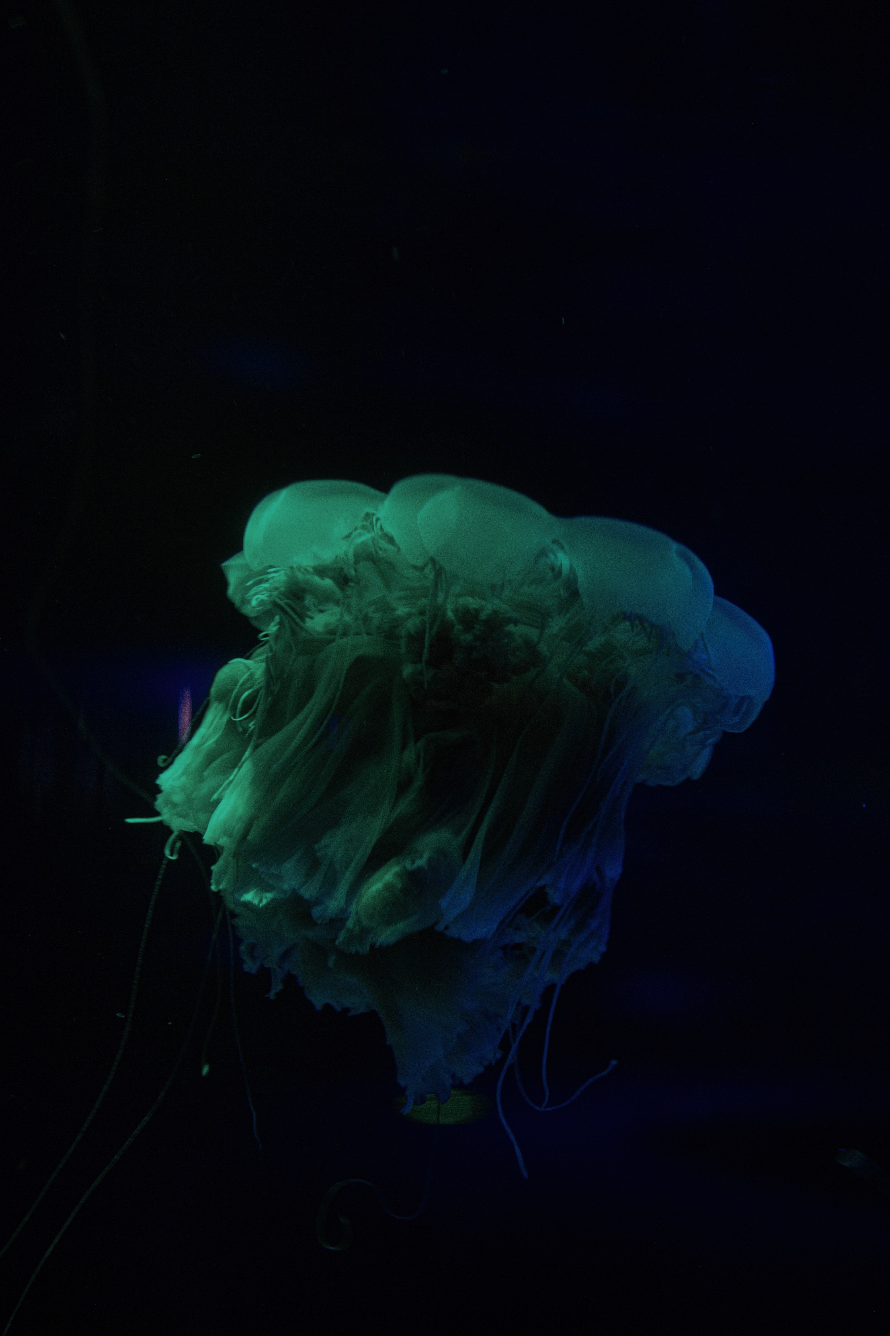 Free download wallpaper Dark, Tentacle, Jellyfish, Underwater World on your PC desktop